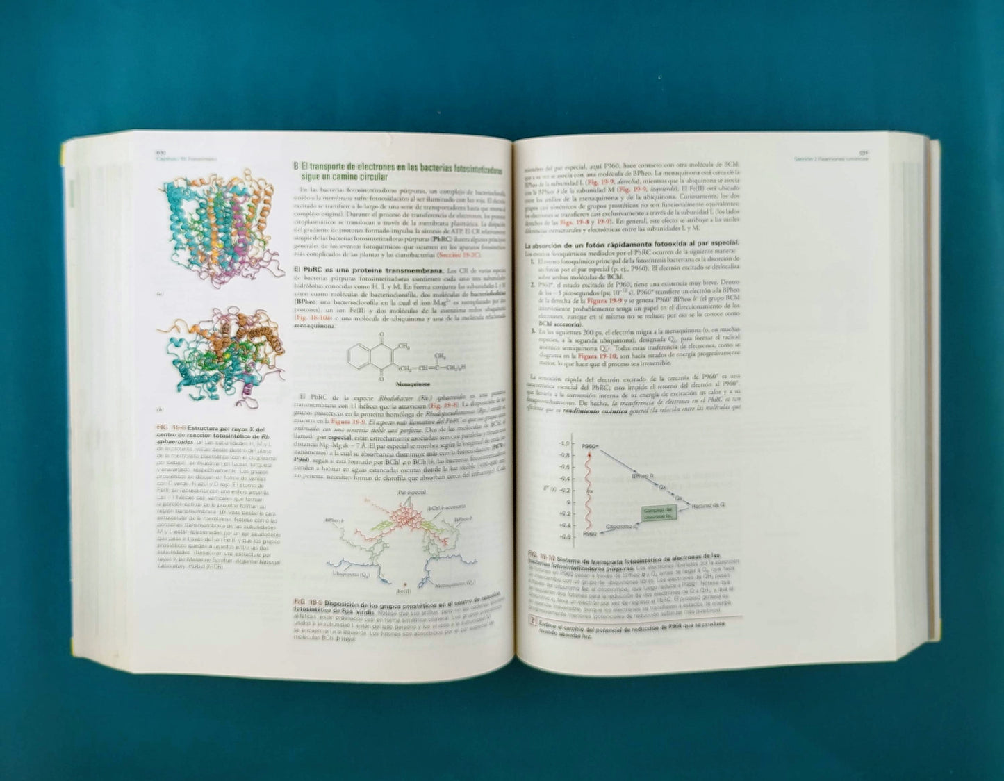 Fundamentos de Bioquímica la vida a nivel molecular cuarta edición