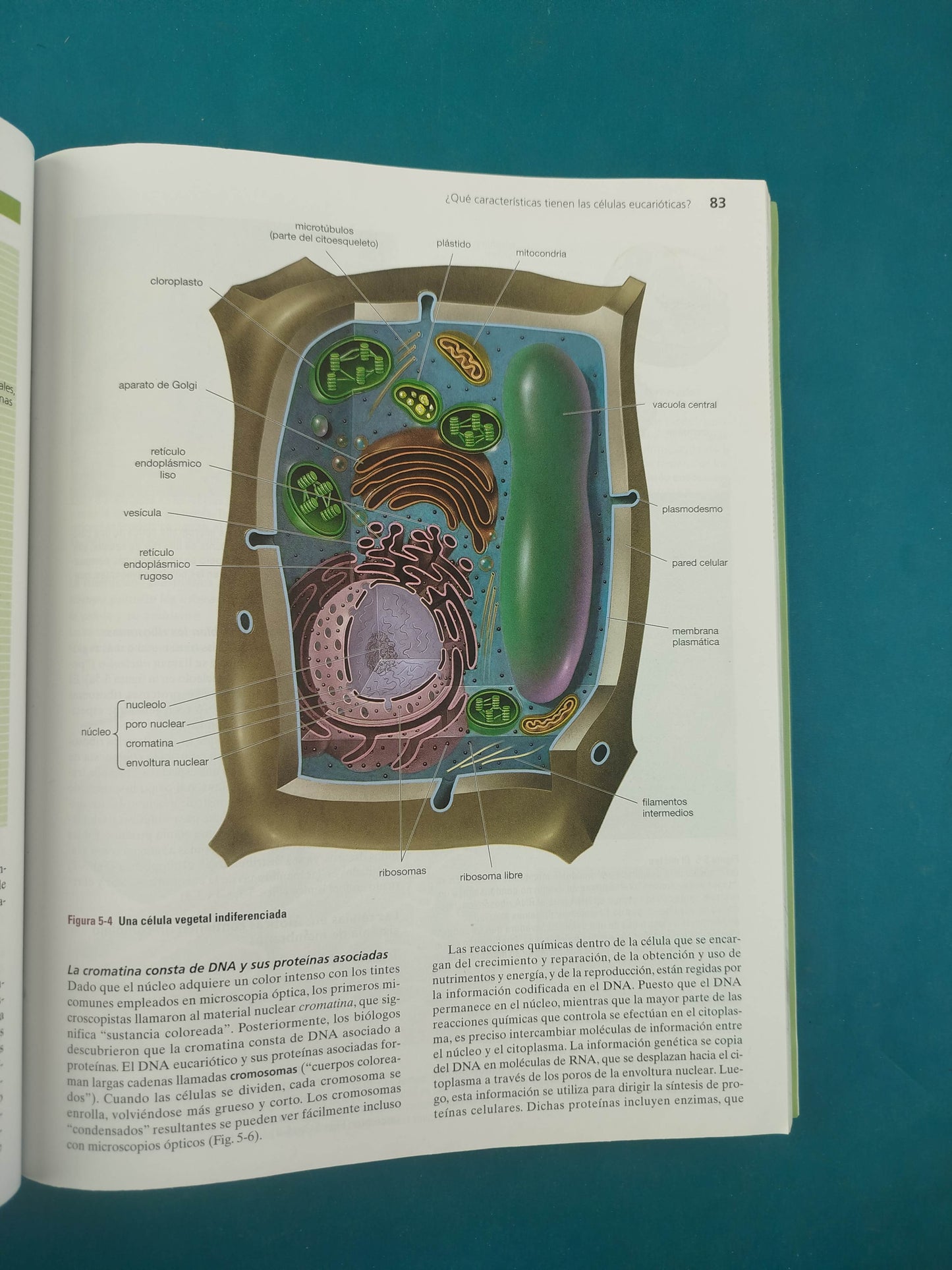 Biología unidad en la diversidad volumen 1 sexta edición