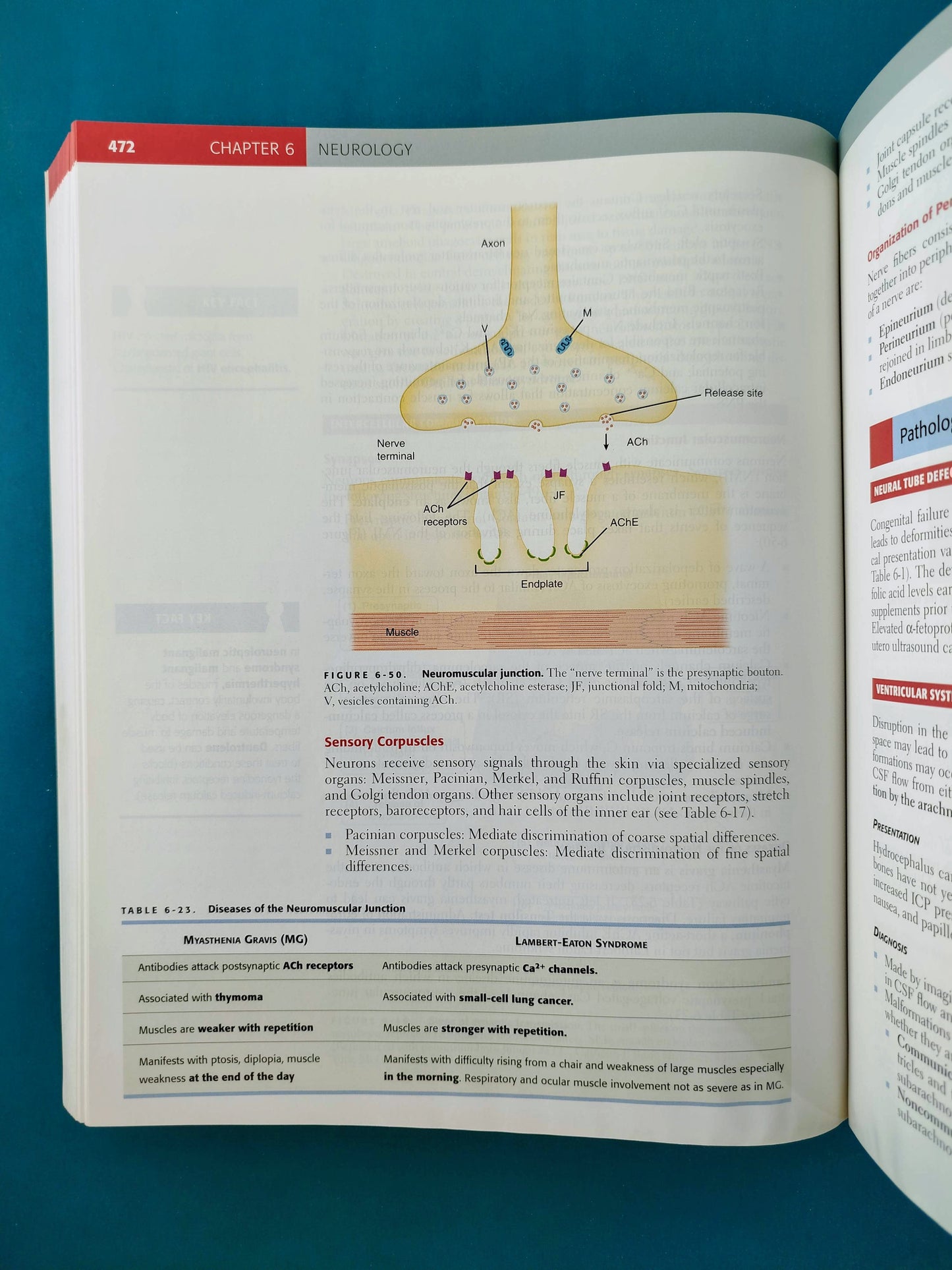 First aid for the basic sciences organ systems second edition