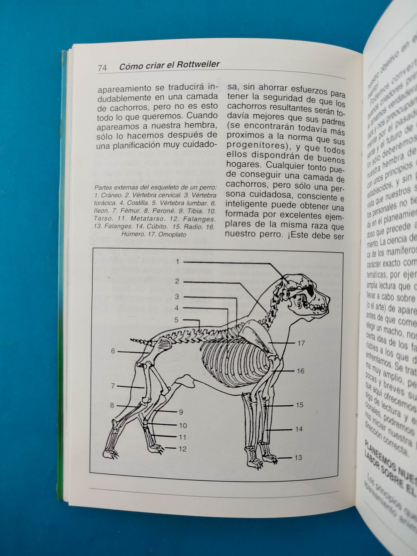 Cómo criar el rottweiler