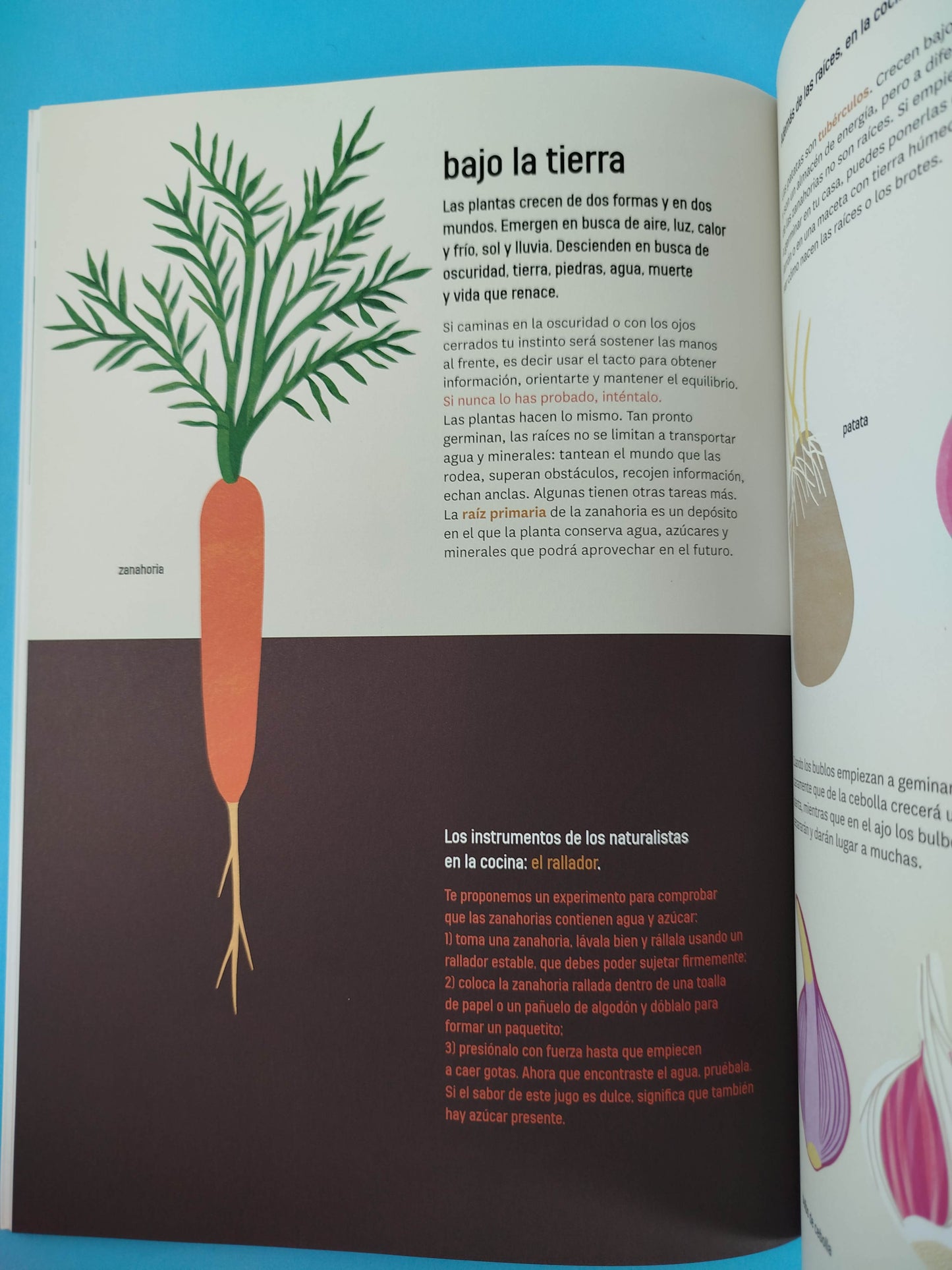 Naturalistas en la cocina: Una guía para pequeños científico