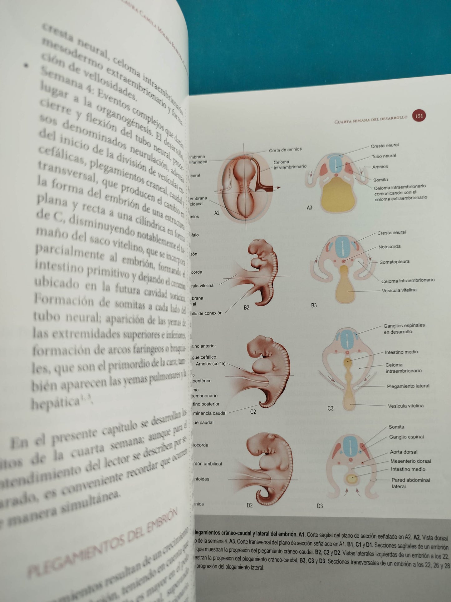 Embriología humana integrada segunda edición