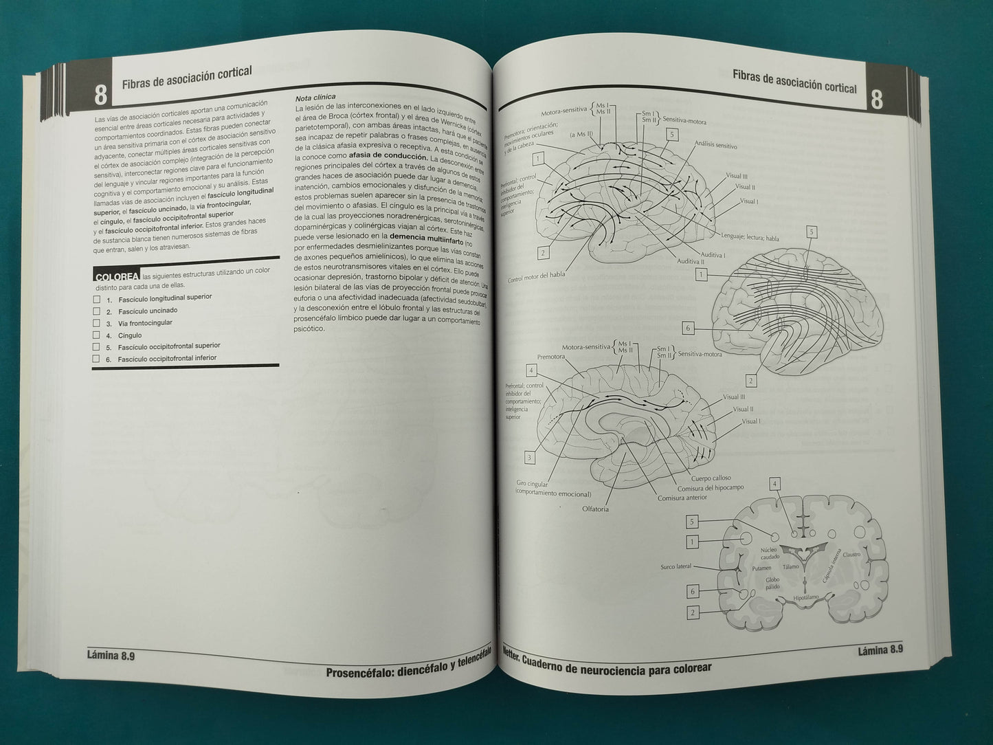 Netter. Cuaderno de neurociencia para colorear 2da ed by D. L. Felten