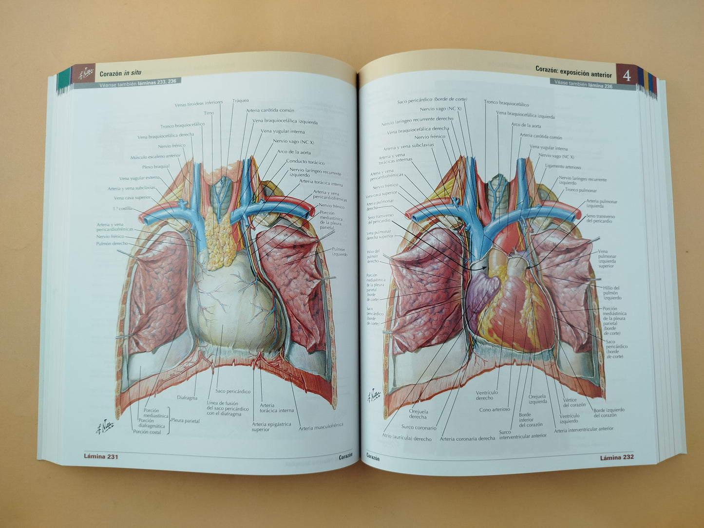 Mini-Netter atlas de anatomía humana 8 edición