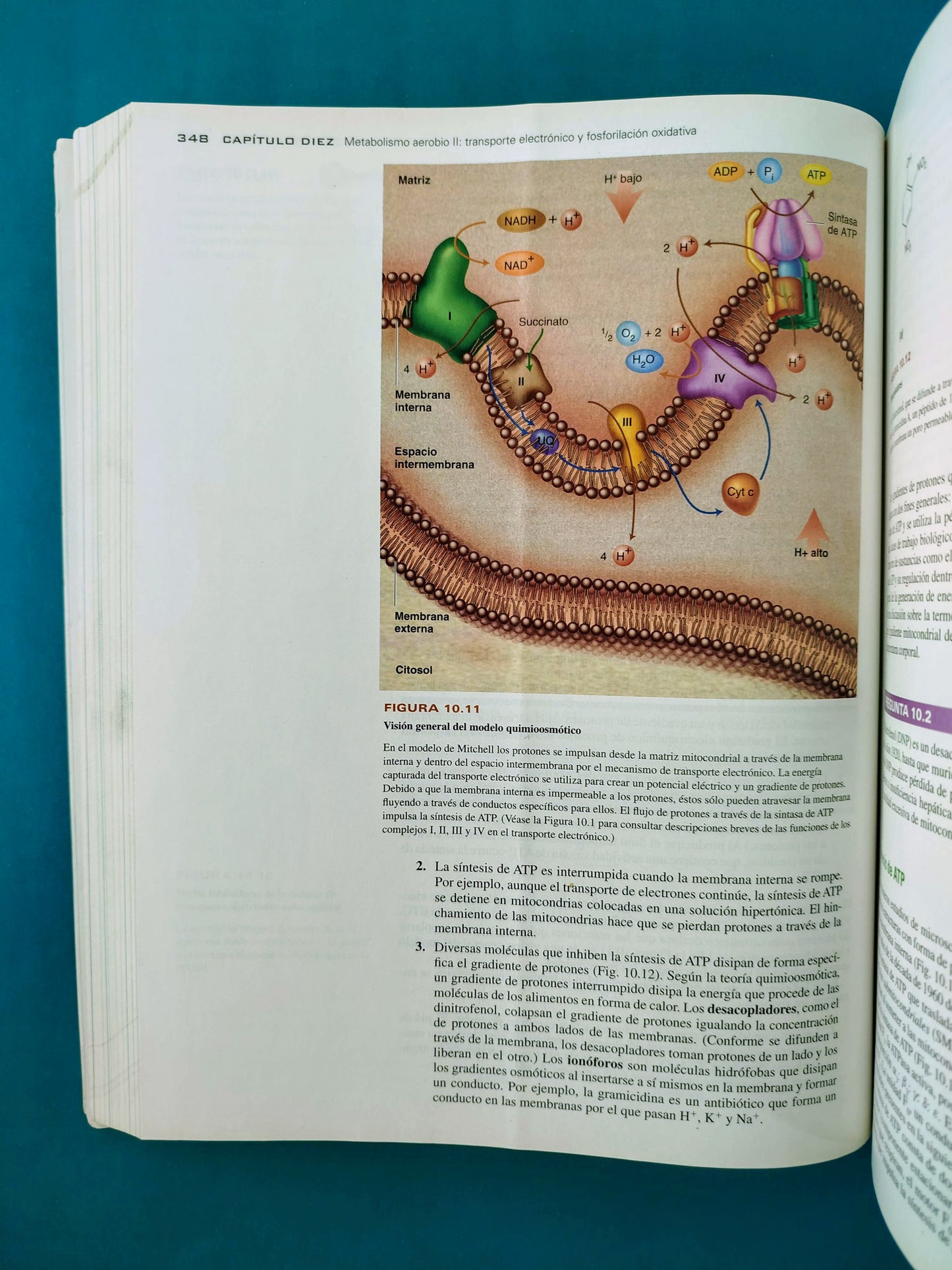 Bioquímica las bases moleculares de la vida cuarta edición