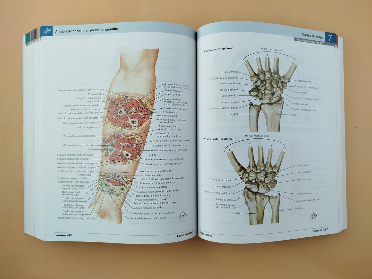 Mini-Netter atlas de anatomía humana 8 edición
