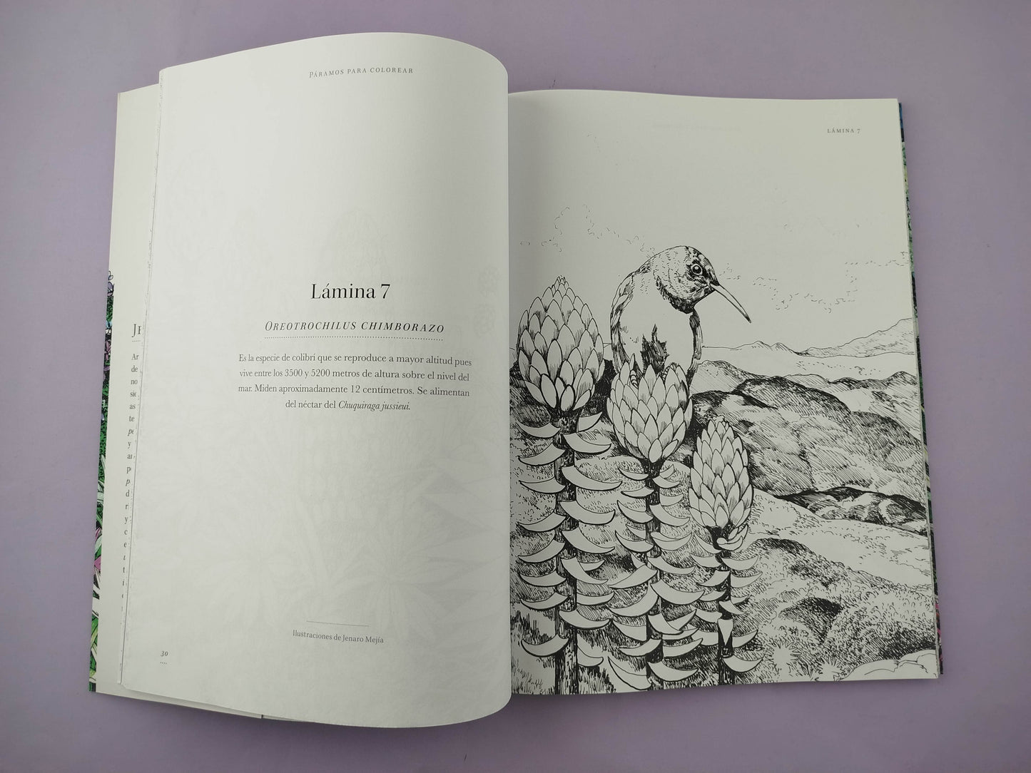 Páramos para colorear