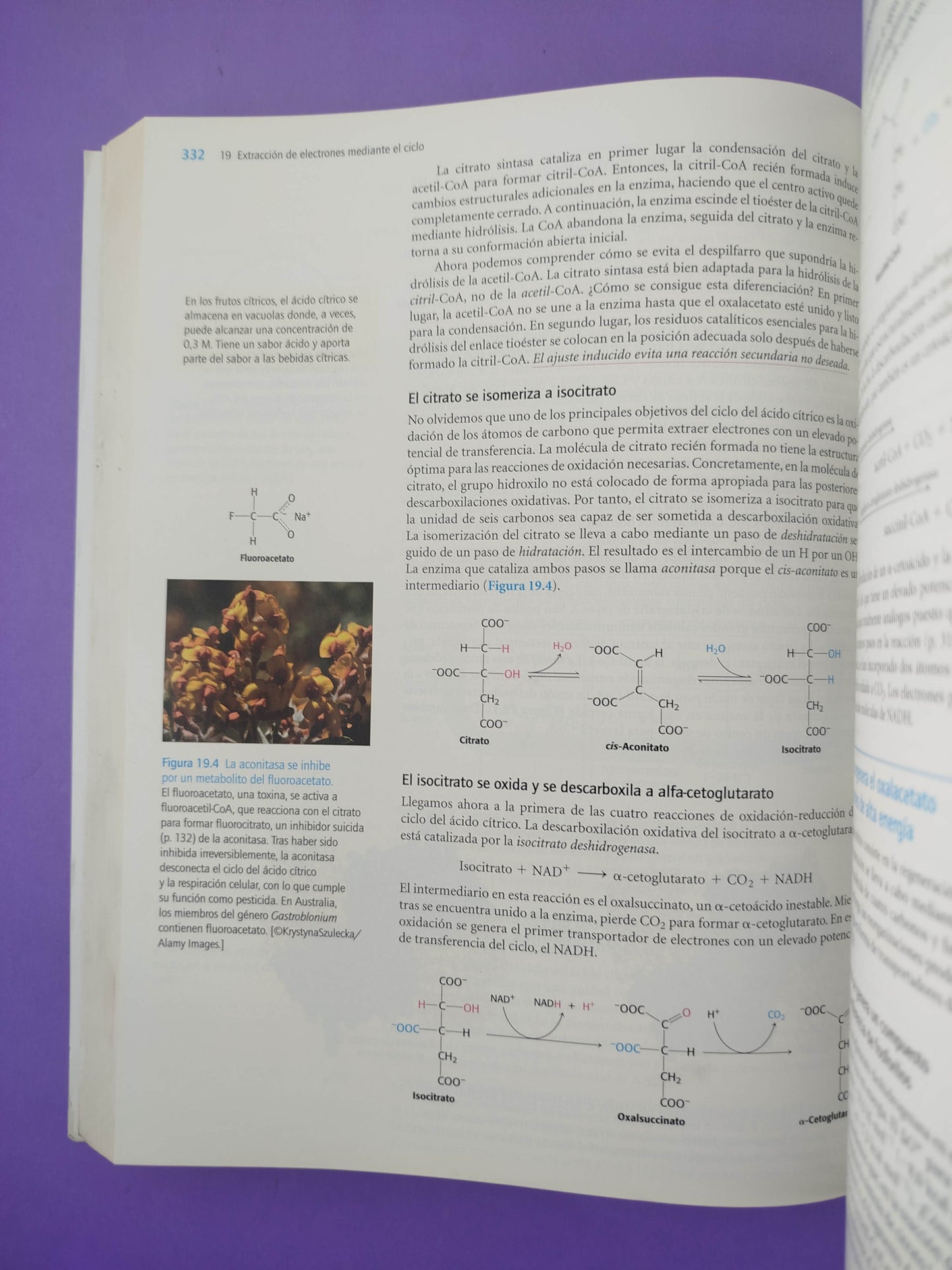 Bioquímica curso básico