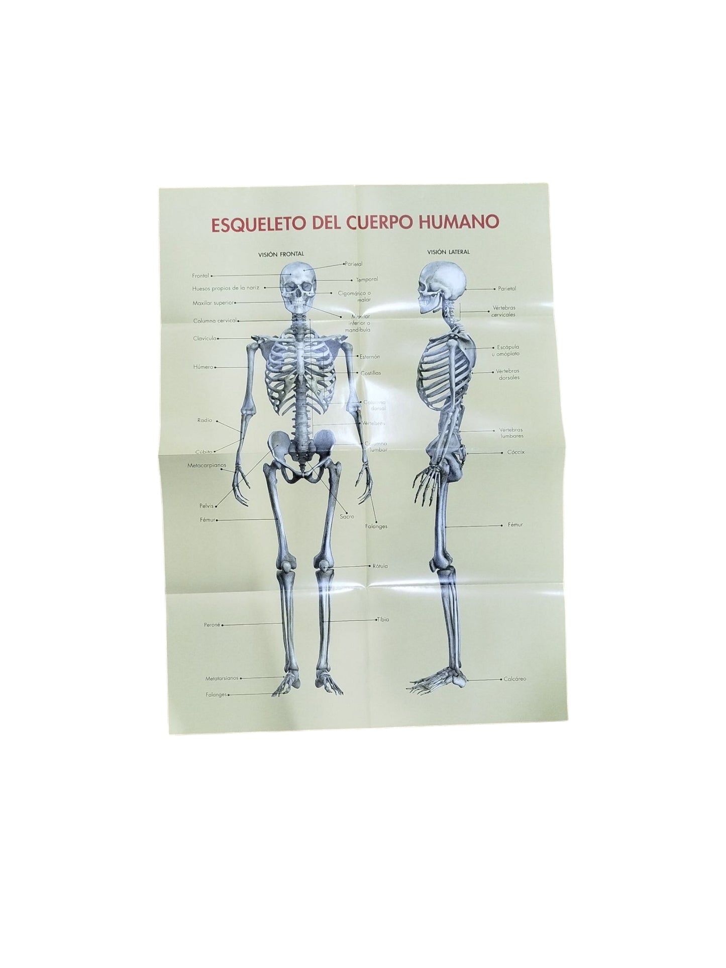 Anatomía del cuerpo humano