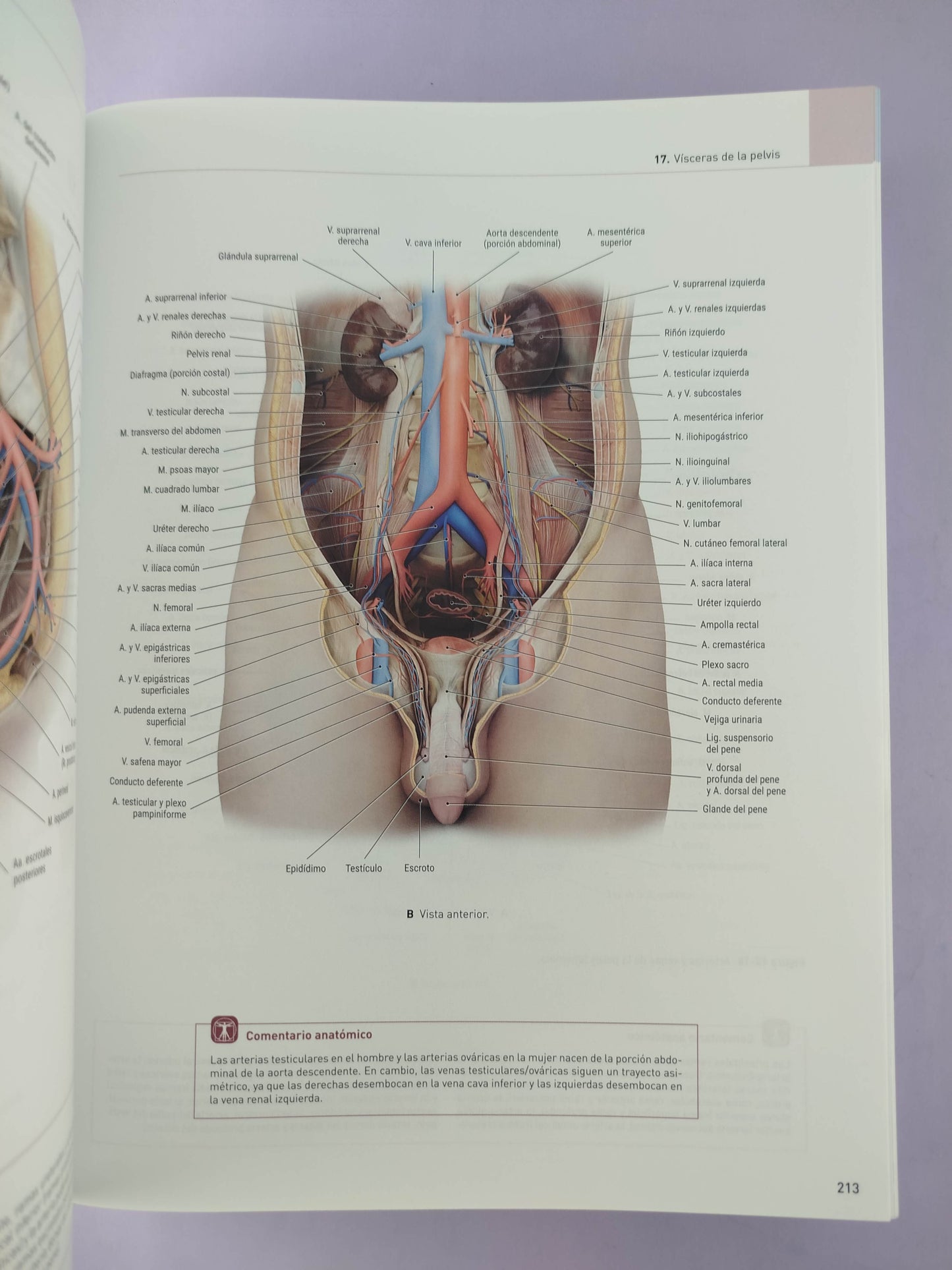 Eva Anatomía atlas