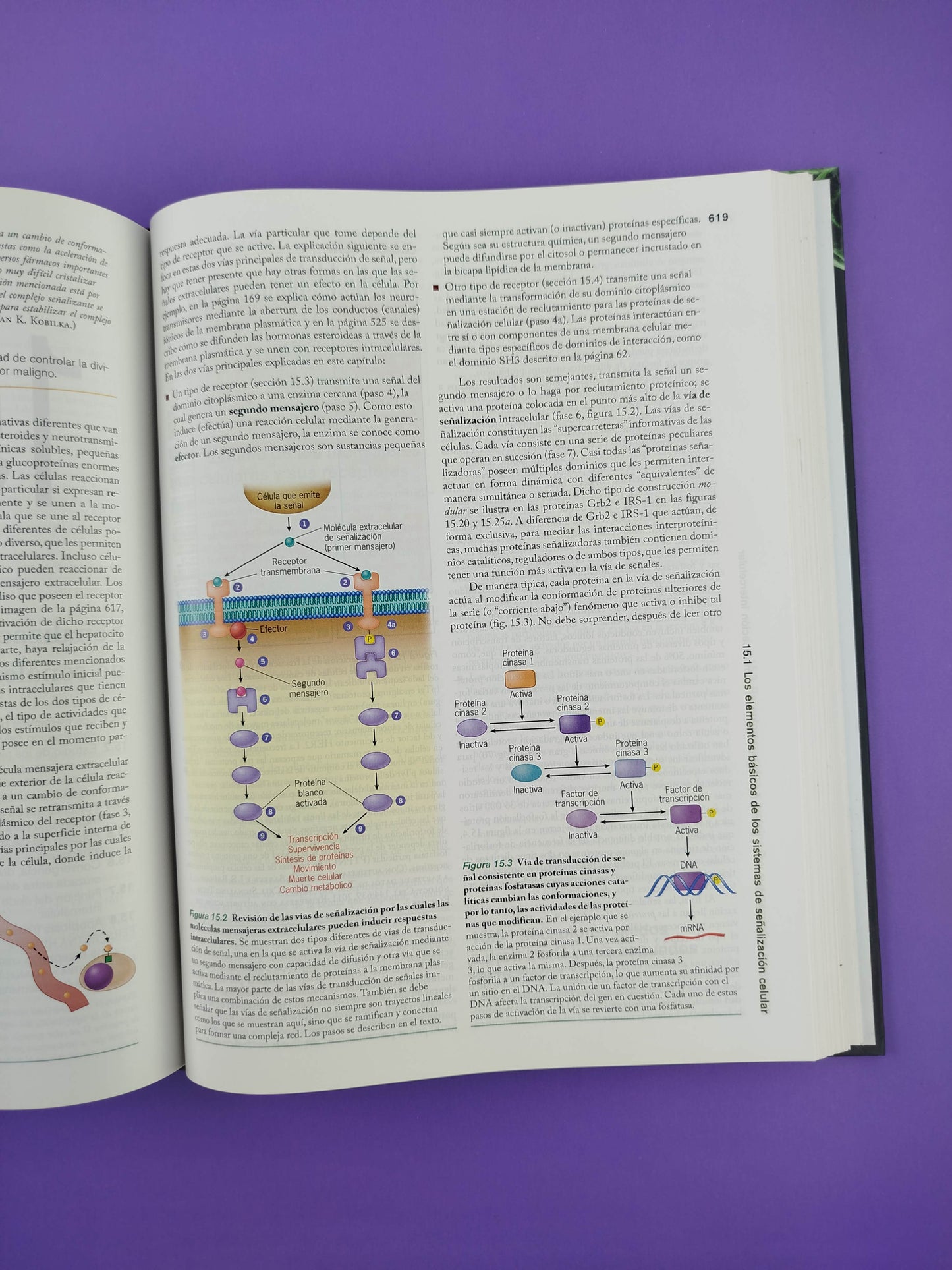 Biología celular y molecular conceptos y experimentos séptima edición