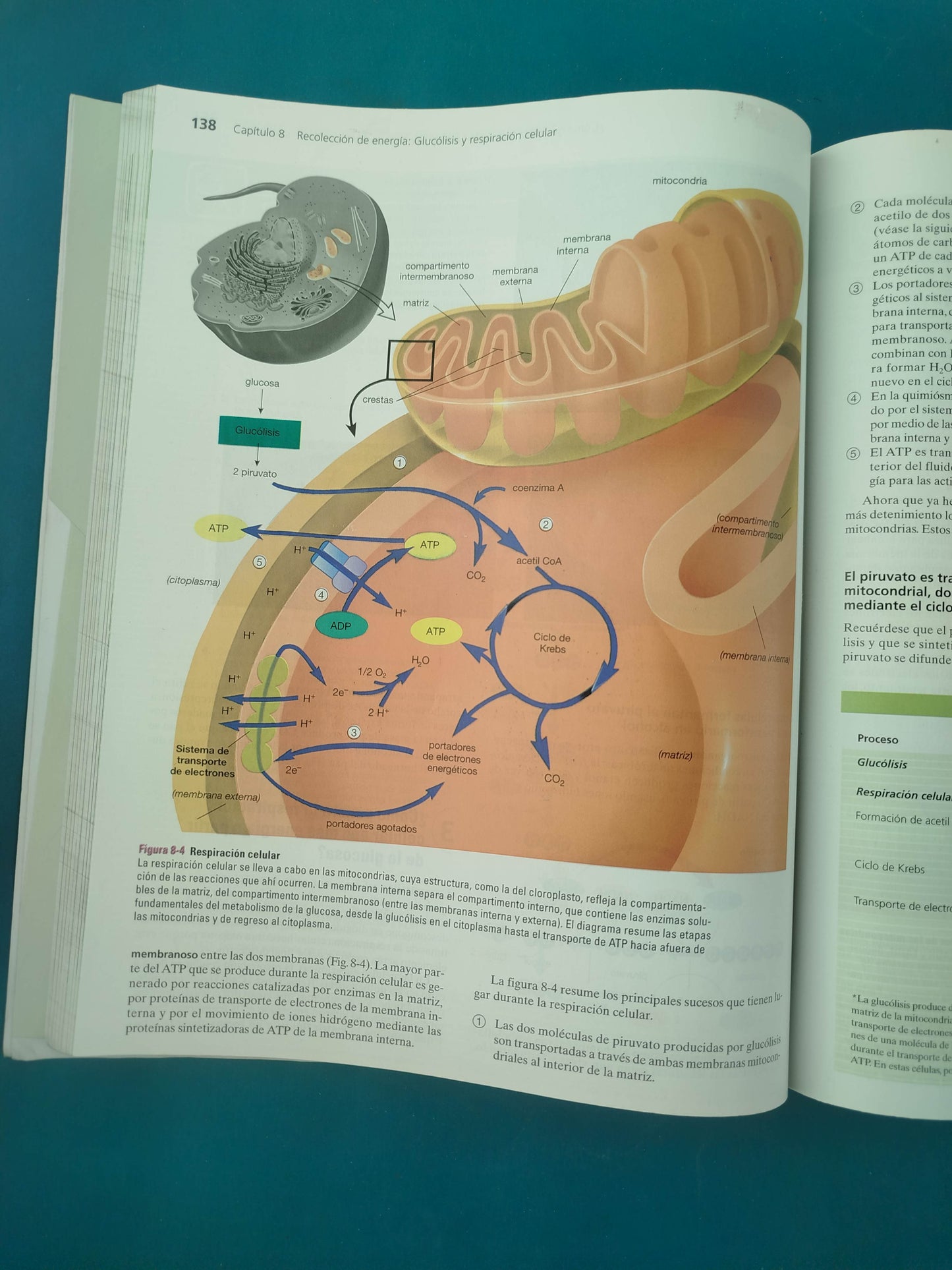 Biología unidad en la diversidad volumen 1 sexta edición