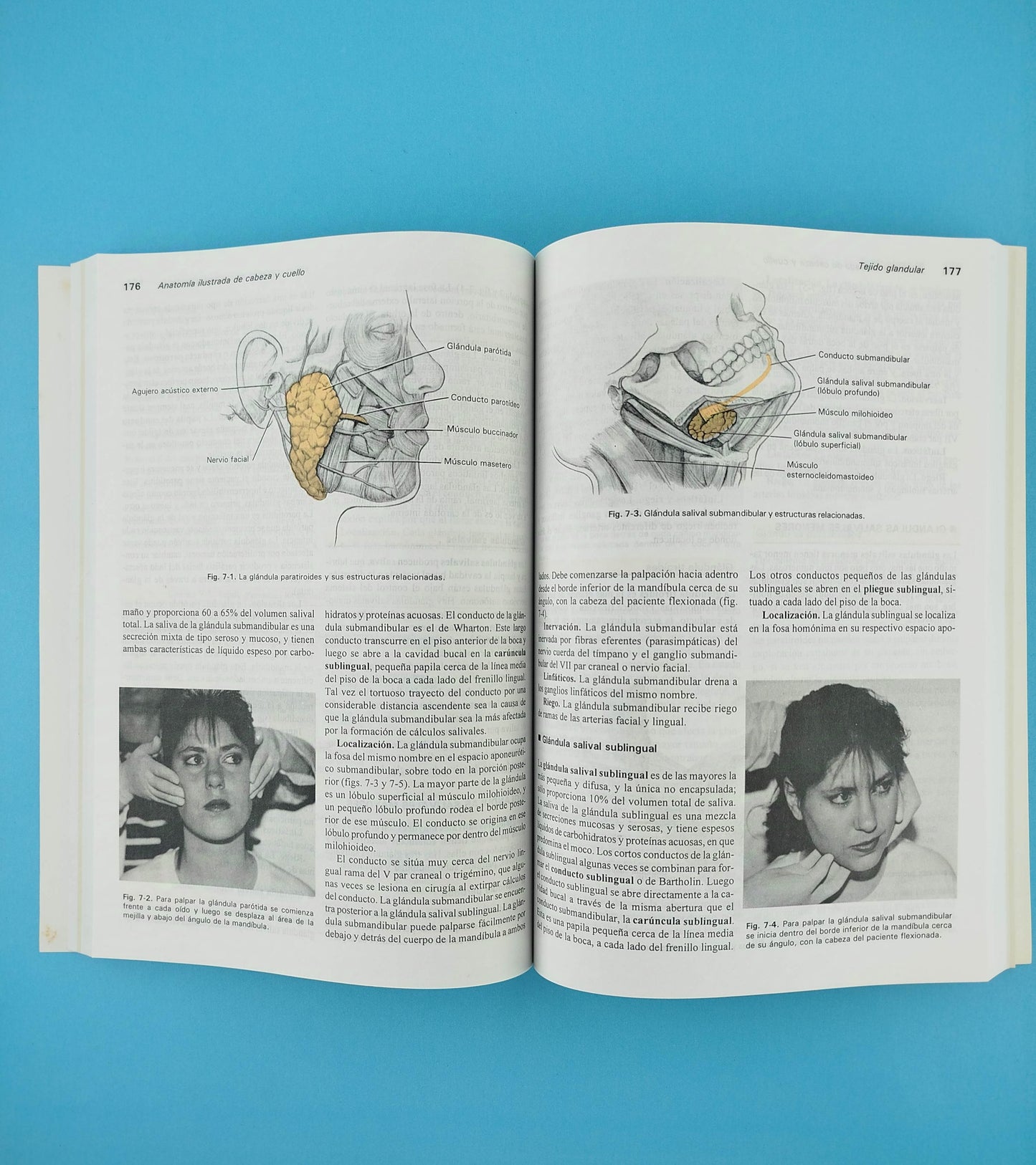 Anatomía ilustrada de cabeza y cuello