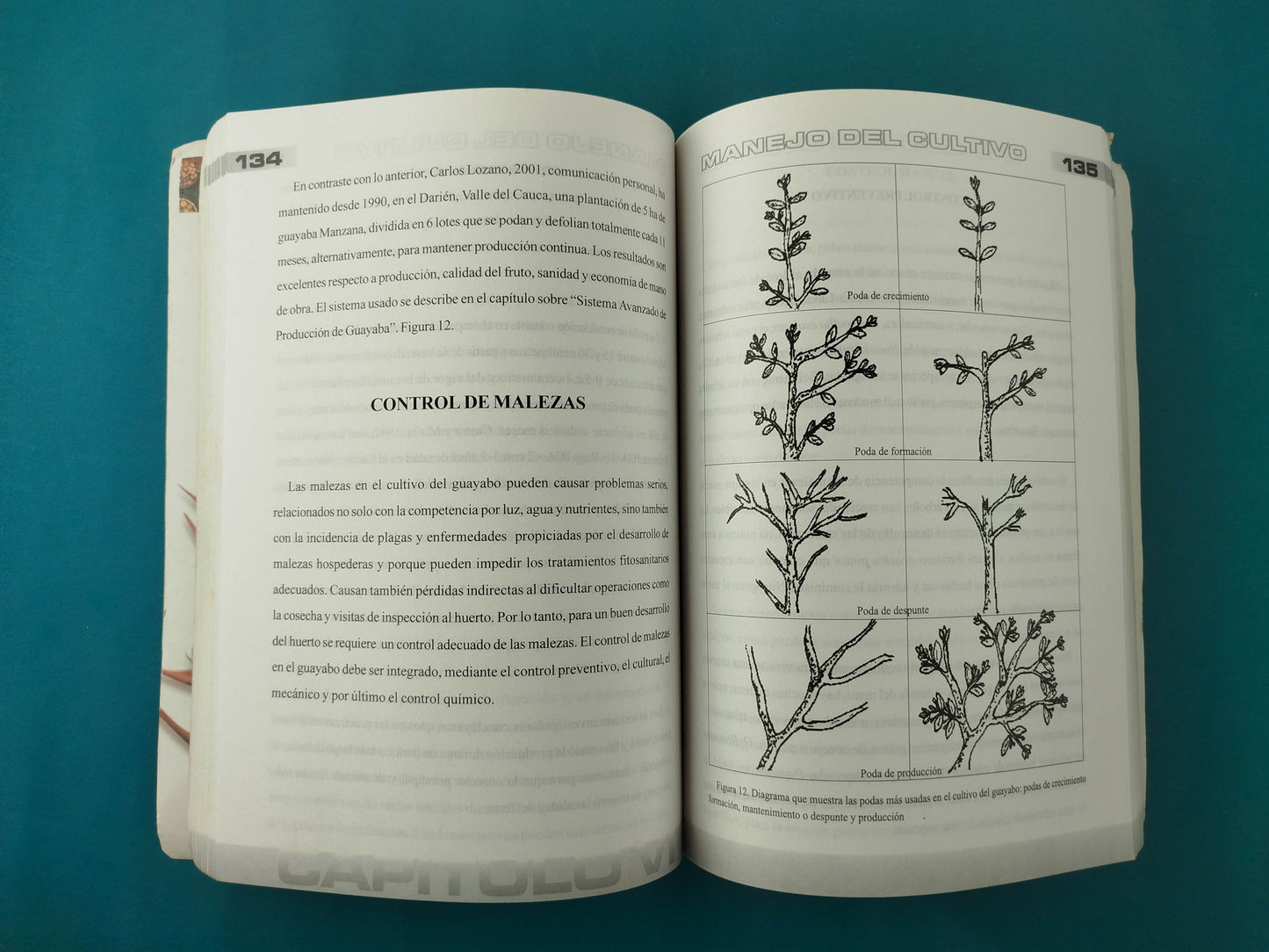 El manual sobre el cultivo del guayabo en Colombia