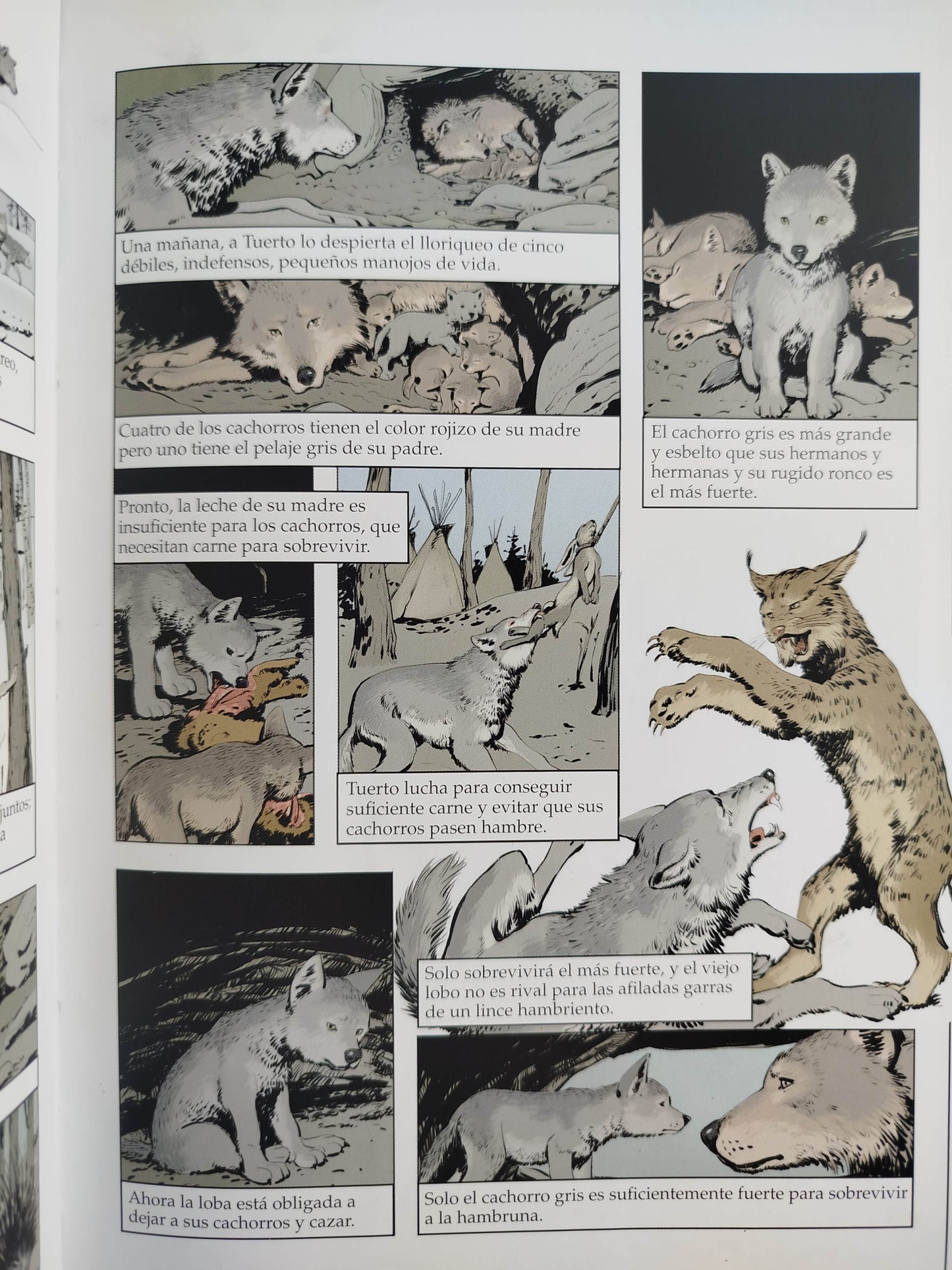 Colmillo blanco novela grafica by JACK LONDON