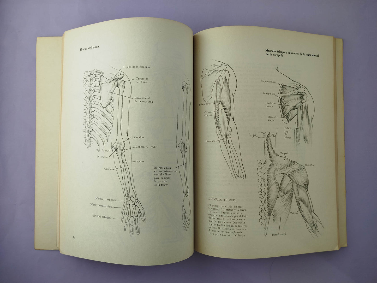 Dibujo anatómico de la figura humana