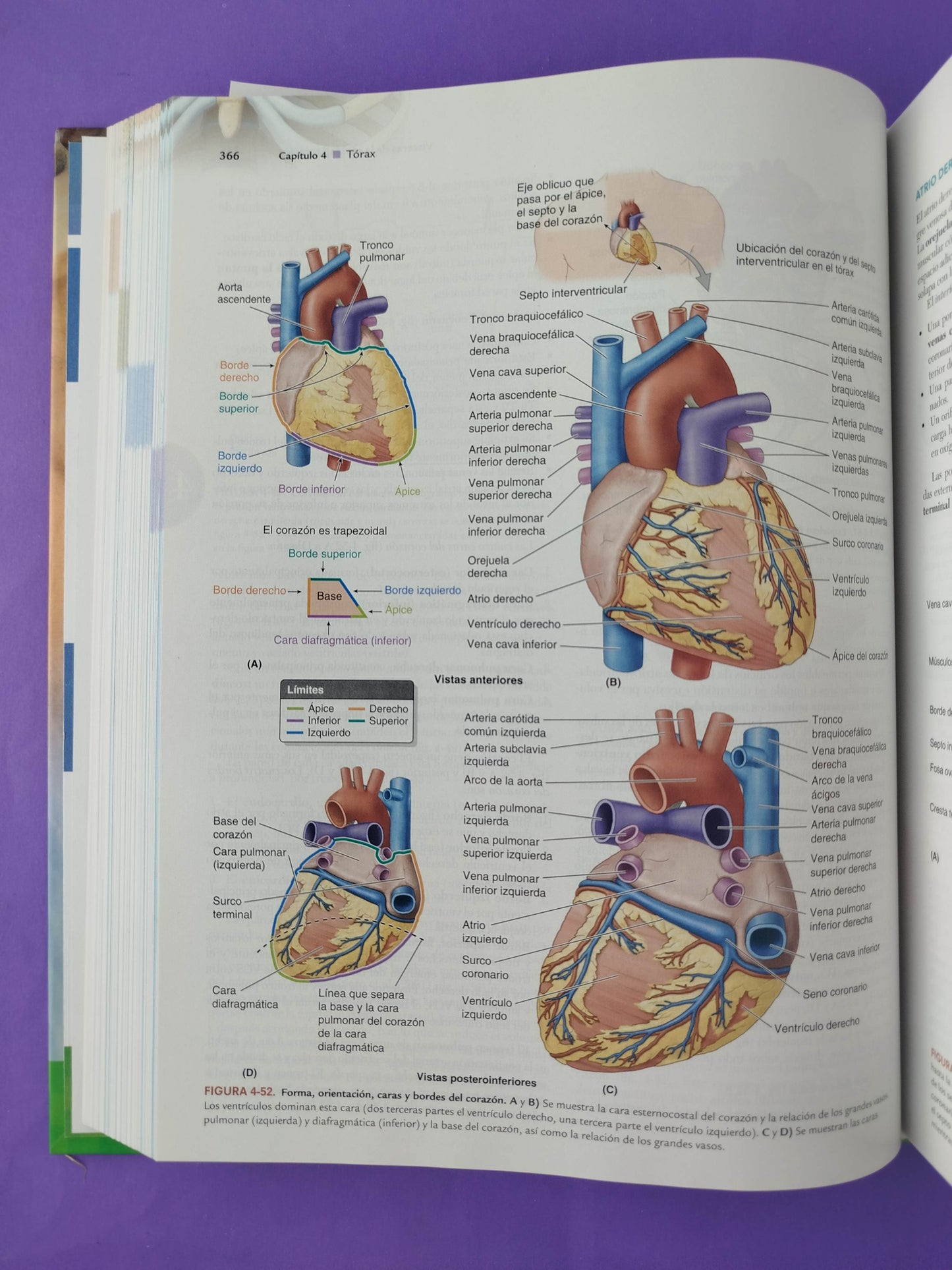 Moore Anatomía con orientación clínica novena edición