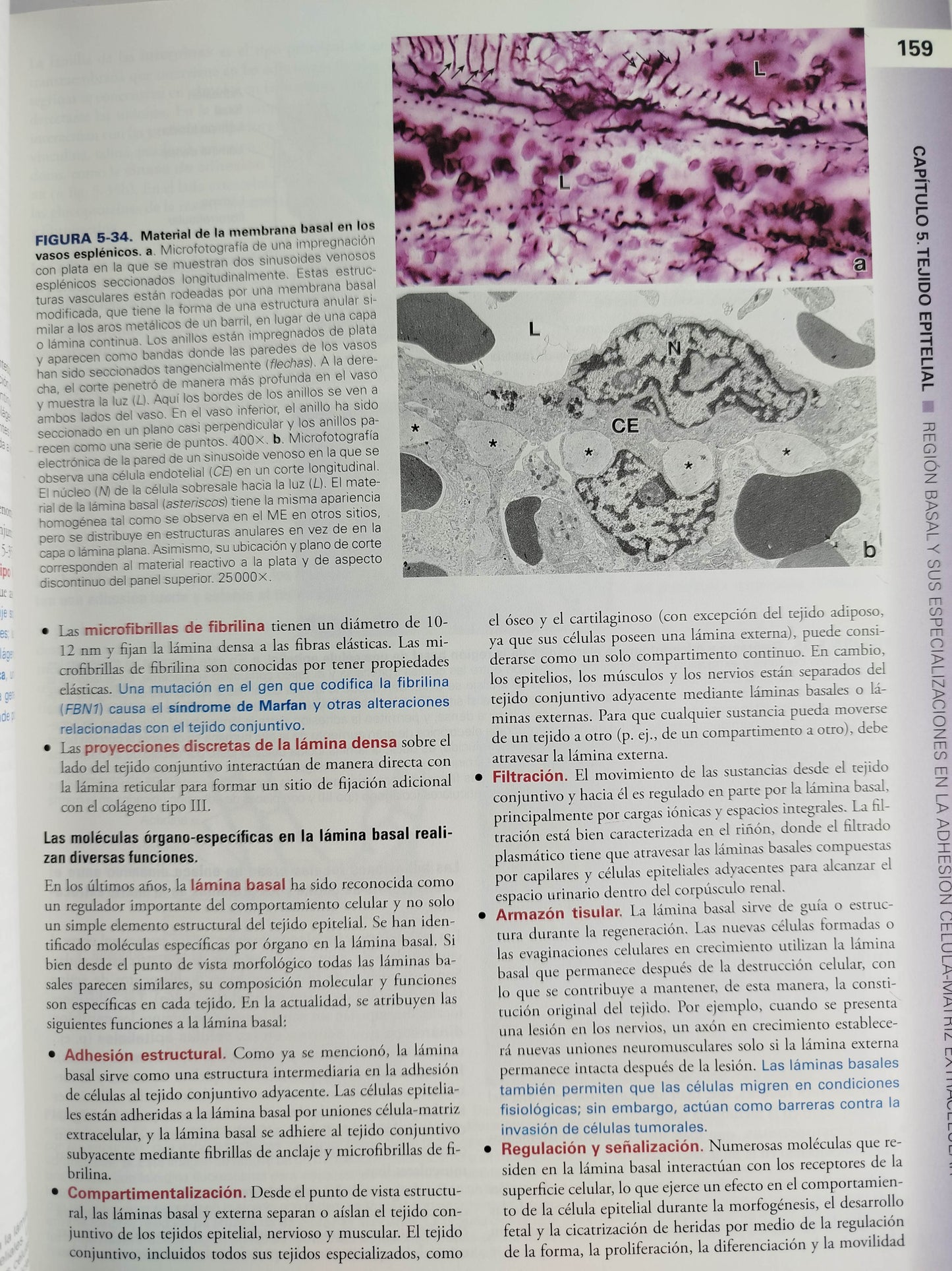 Histología texto y atlas 9 edición by Wojciech Pawlina