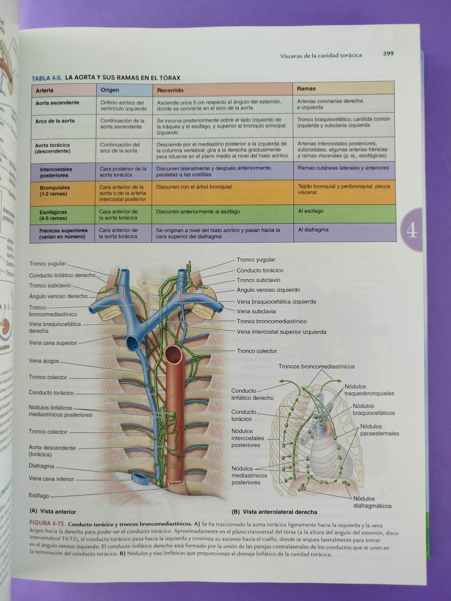 Moore Anatomía con orientación clínica novena edición