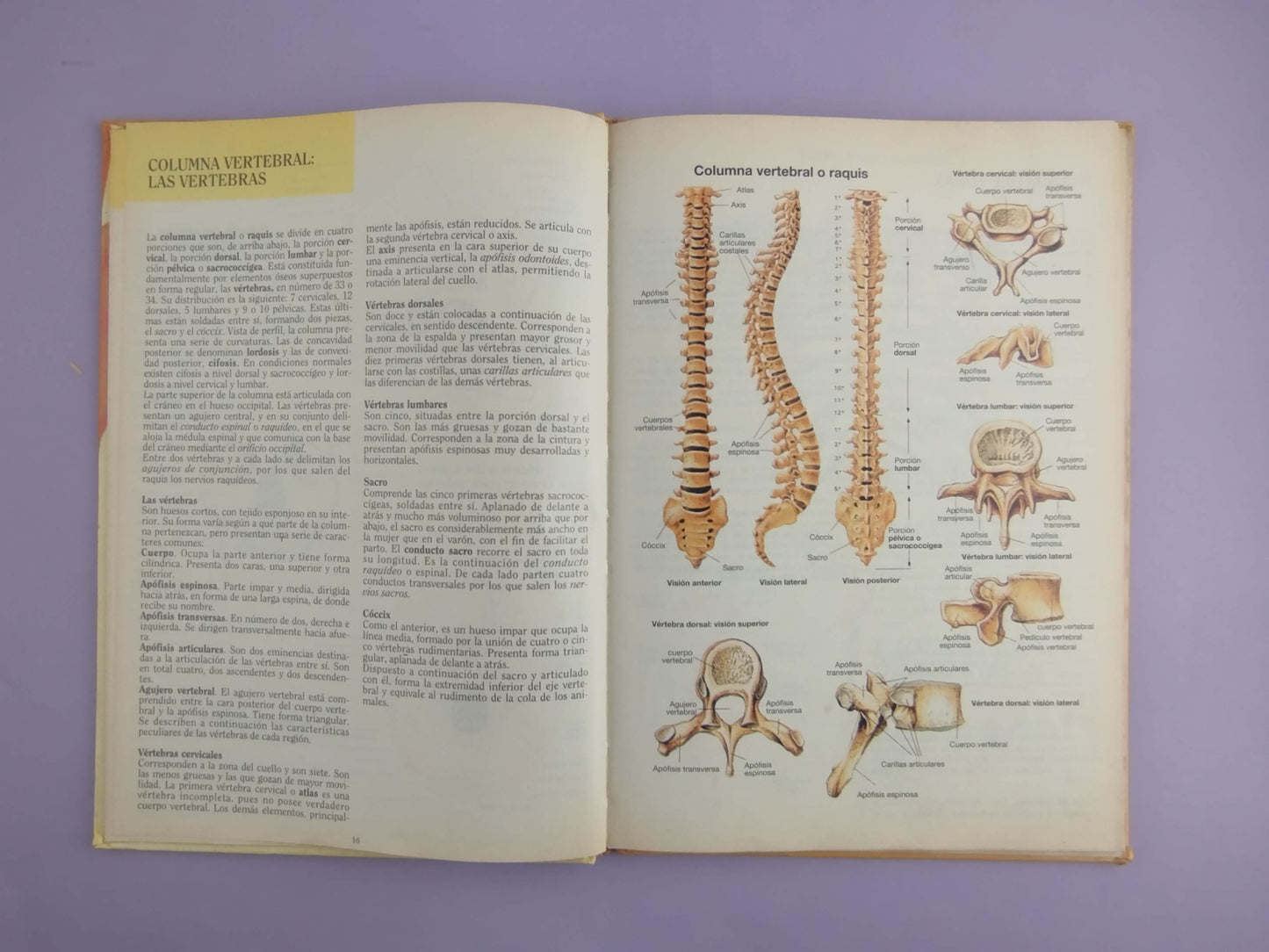 Nuevo atlas de anatomía