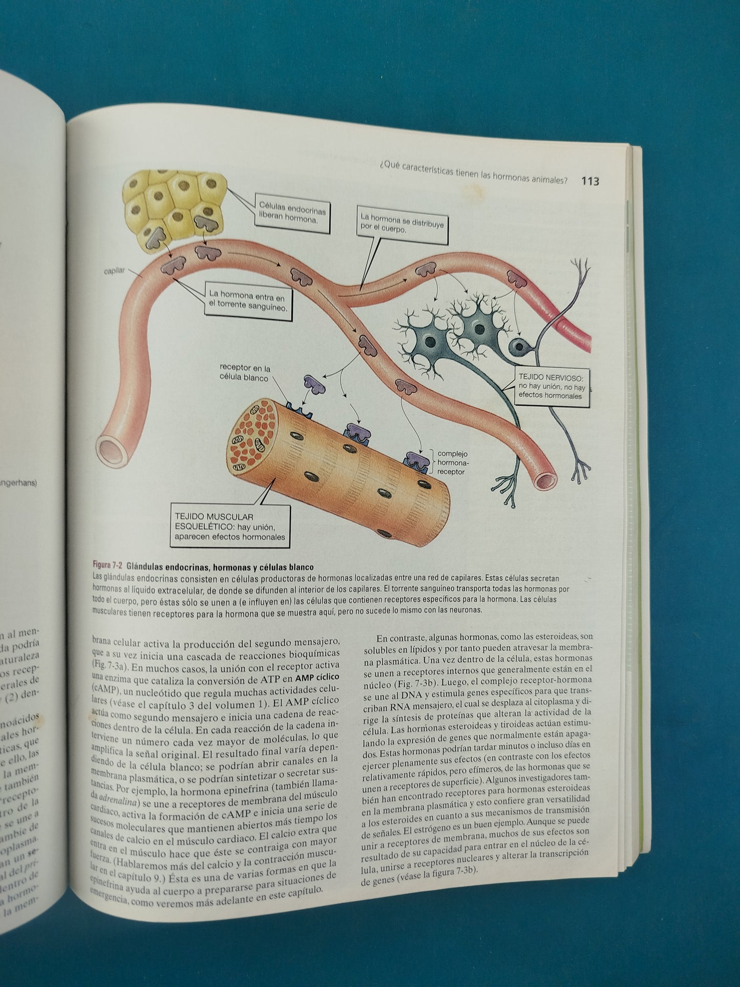 Biología anatomía y fisiología animal sexta edición