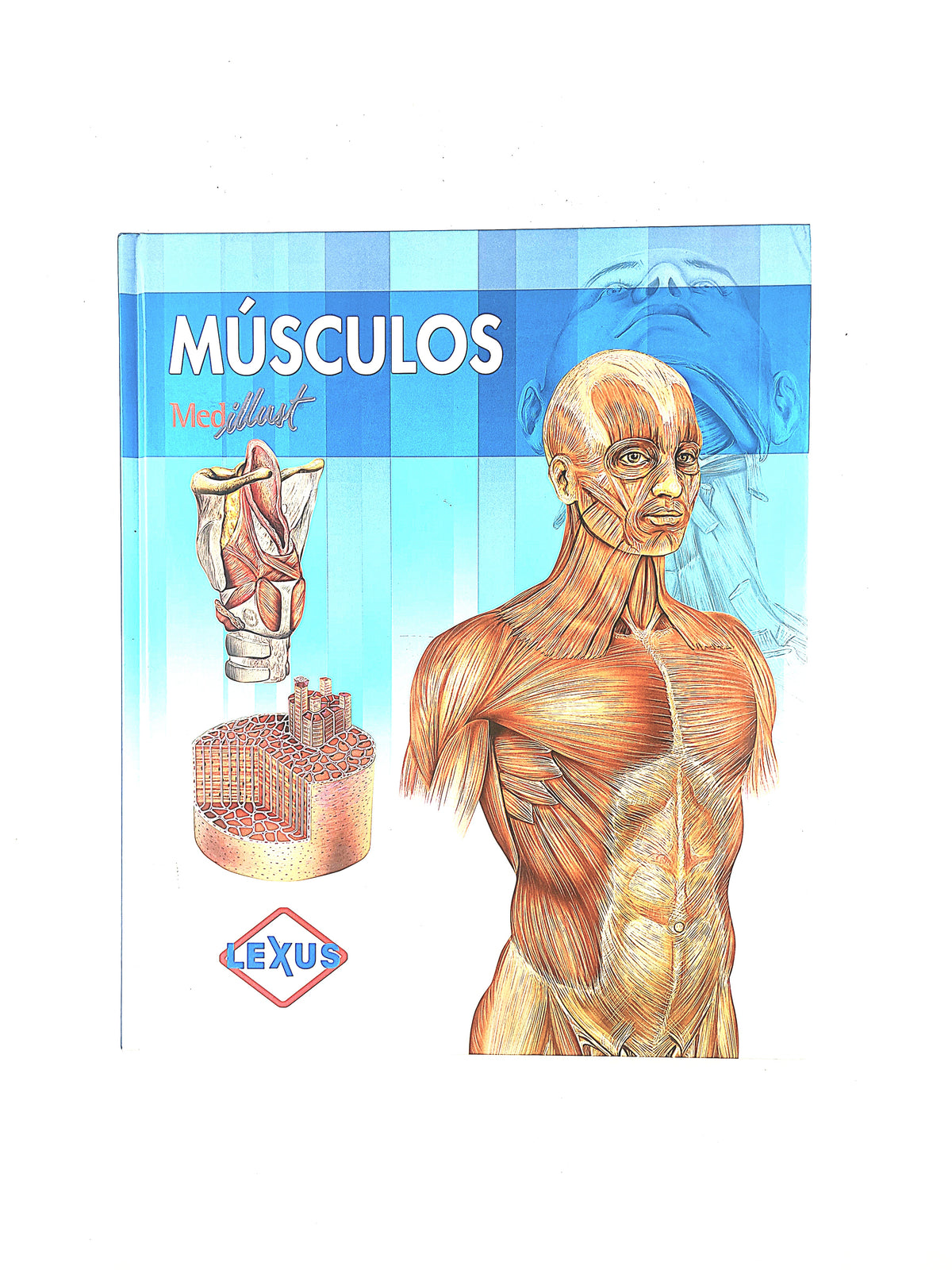 Músculos by Medillust