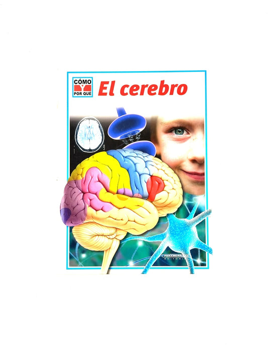 El cerebro