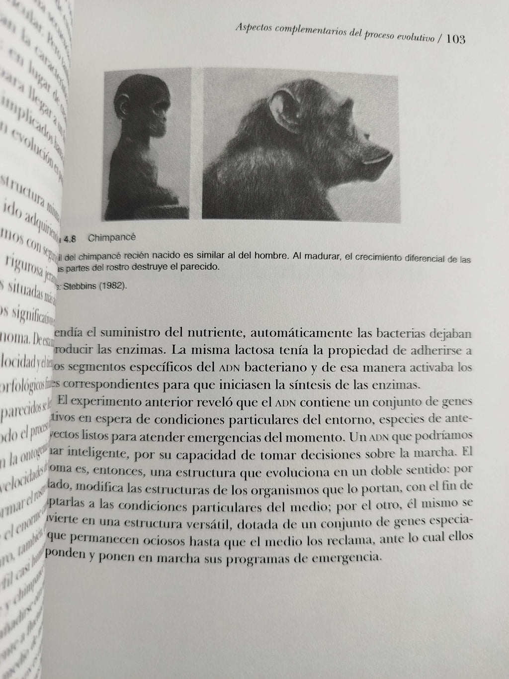 Del bog bang al homo sapiens by Antonio Vélez