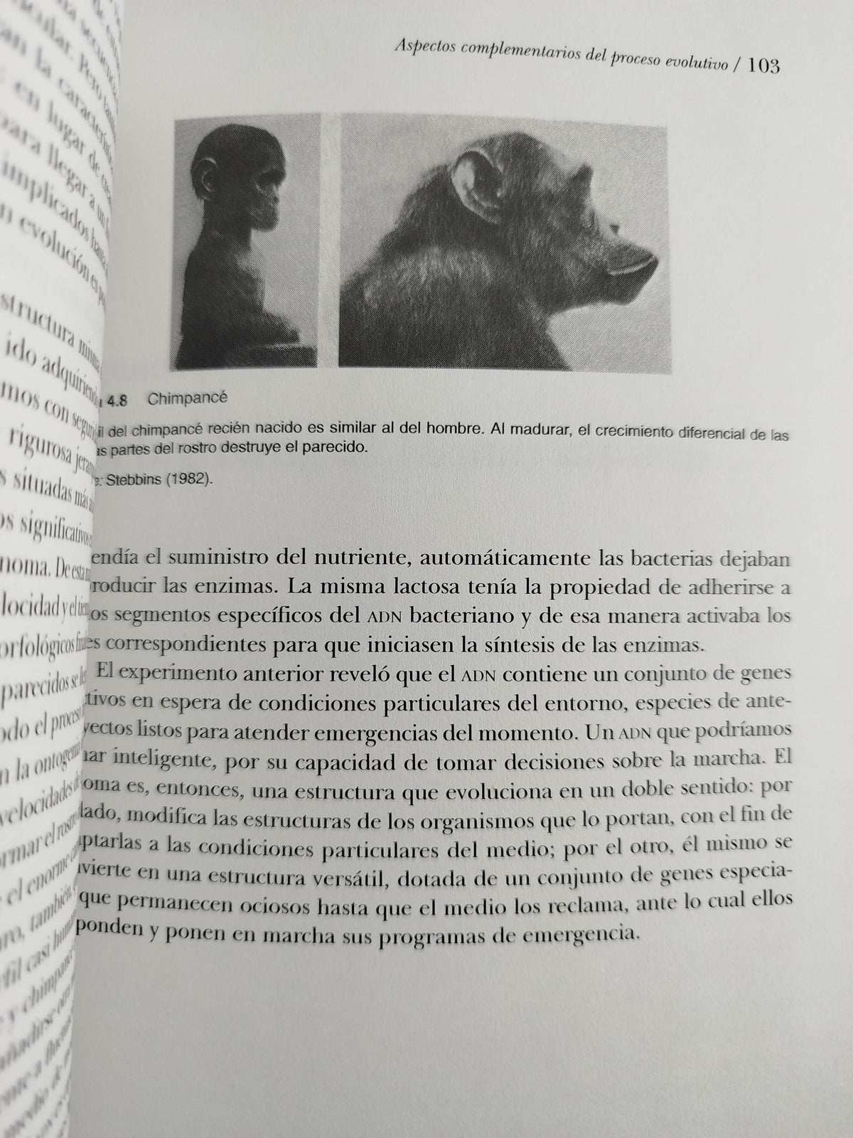 Del bog bang al homo sapiens by Antonio Vélez