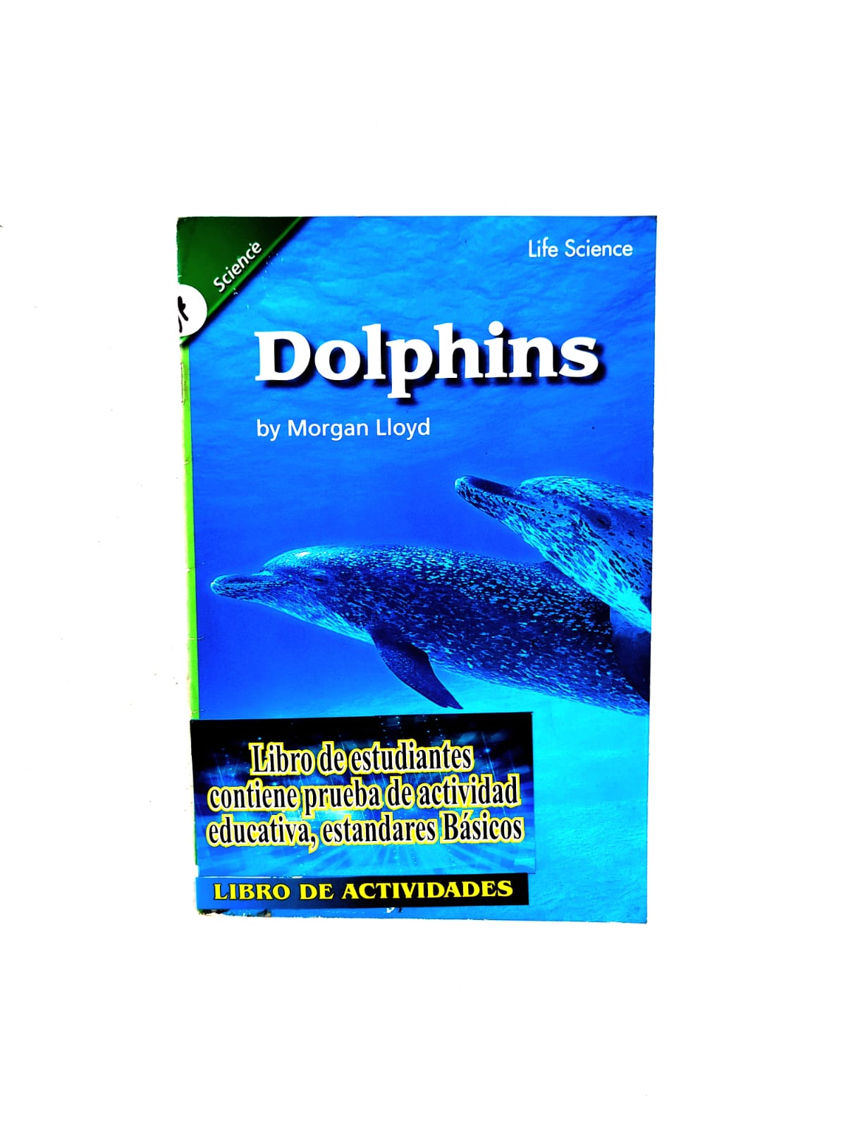 Dolphins by Morgan Lloyd