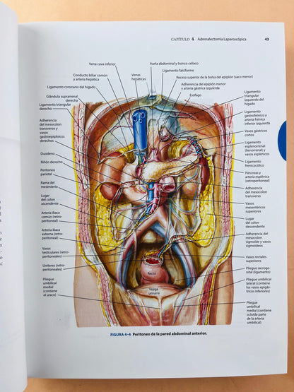 Anatomía y Abordajes Quirúrgicos de Netter