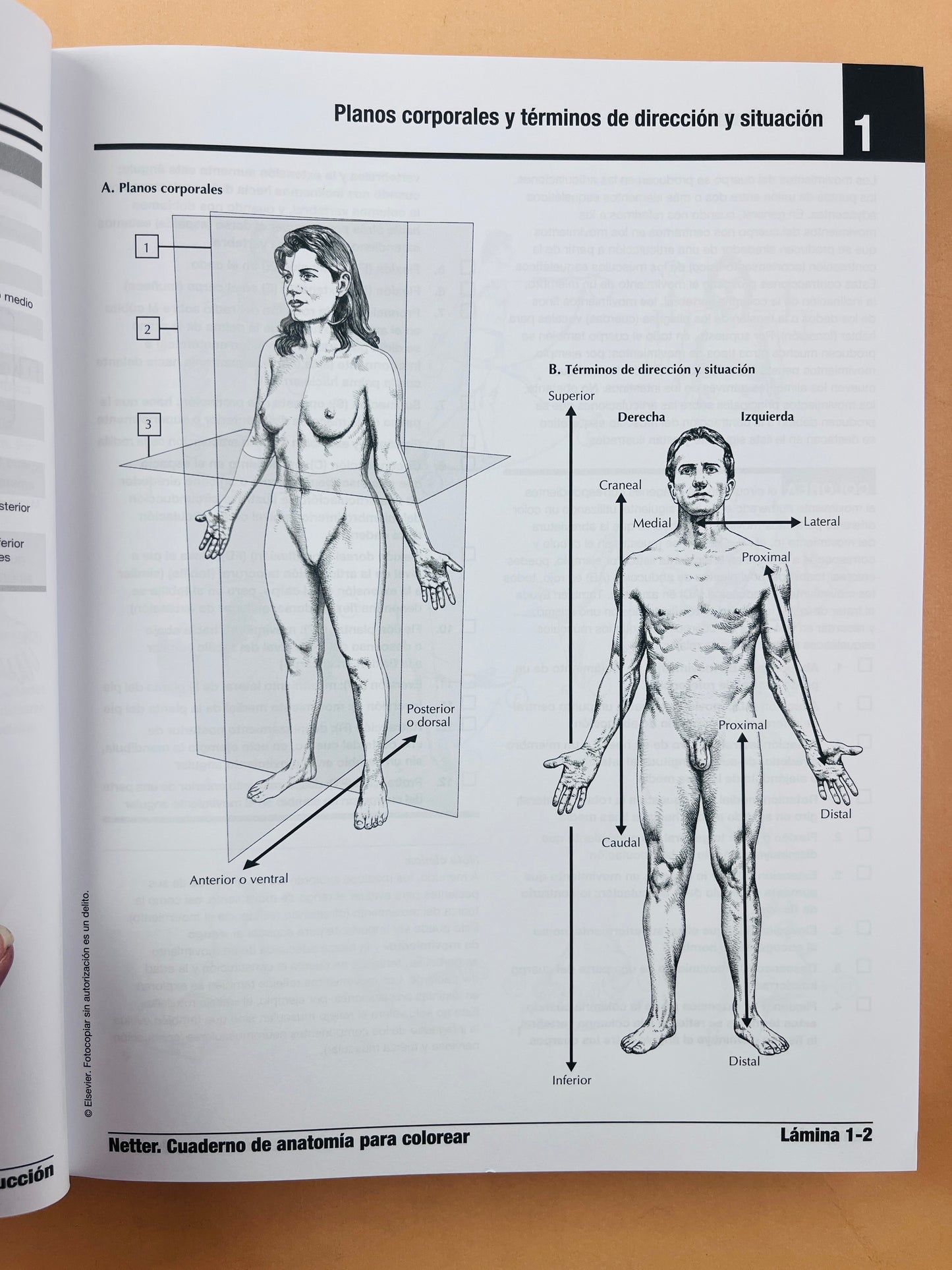 Netter cuaderno de anatomía para colorear 3 edición