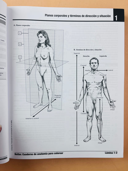 Netter cuaderno de anatomía para colorear 3 edición