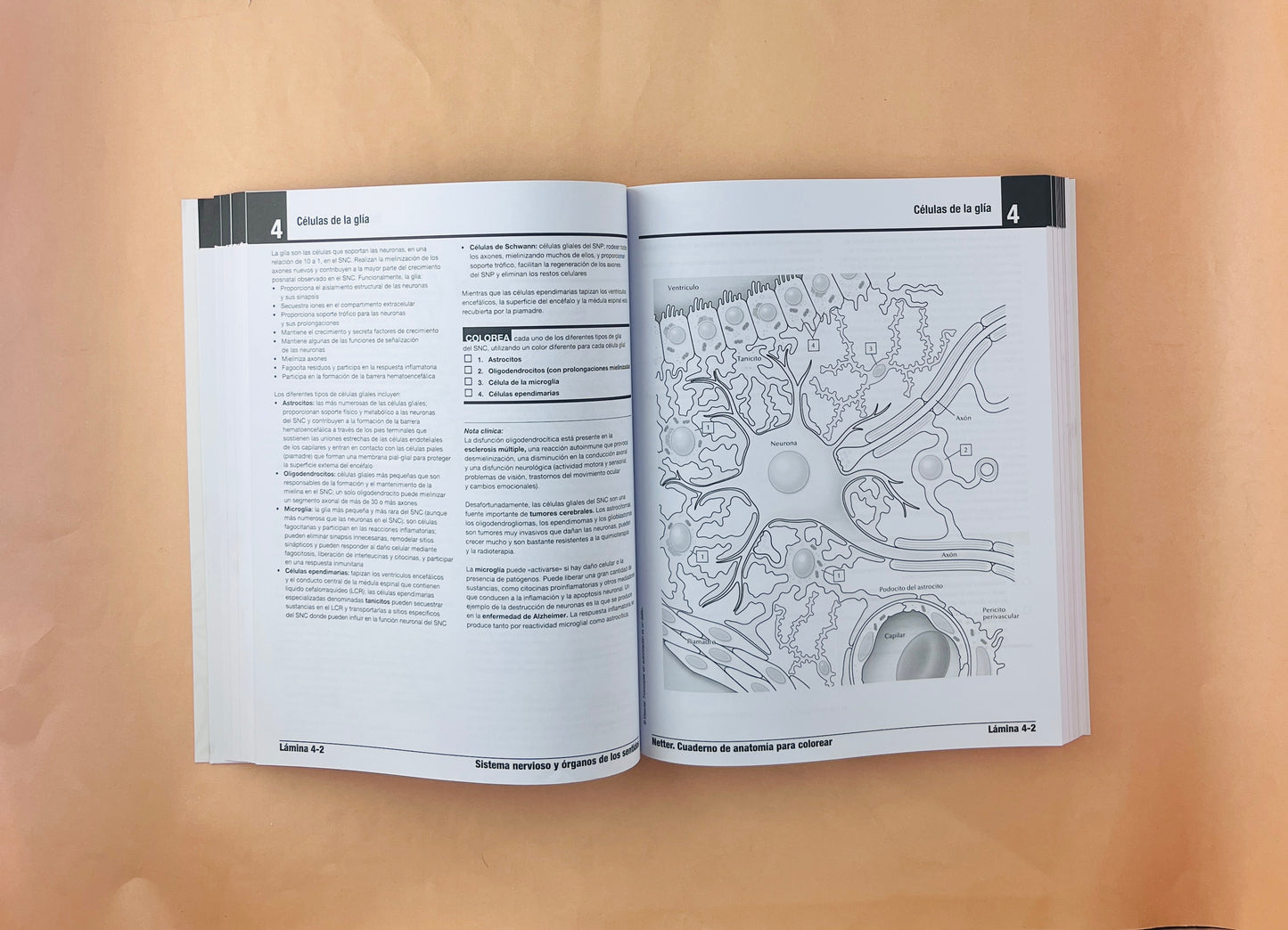 Netter cuaderno de anatomía para colorear 3 edición