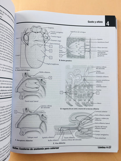Netter cuaderno de anatomía para colorear 3 edición