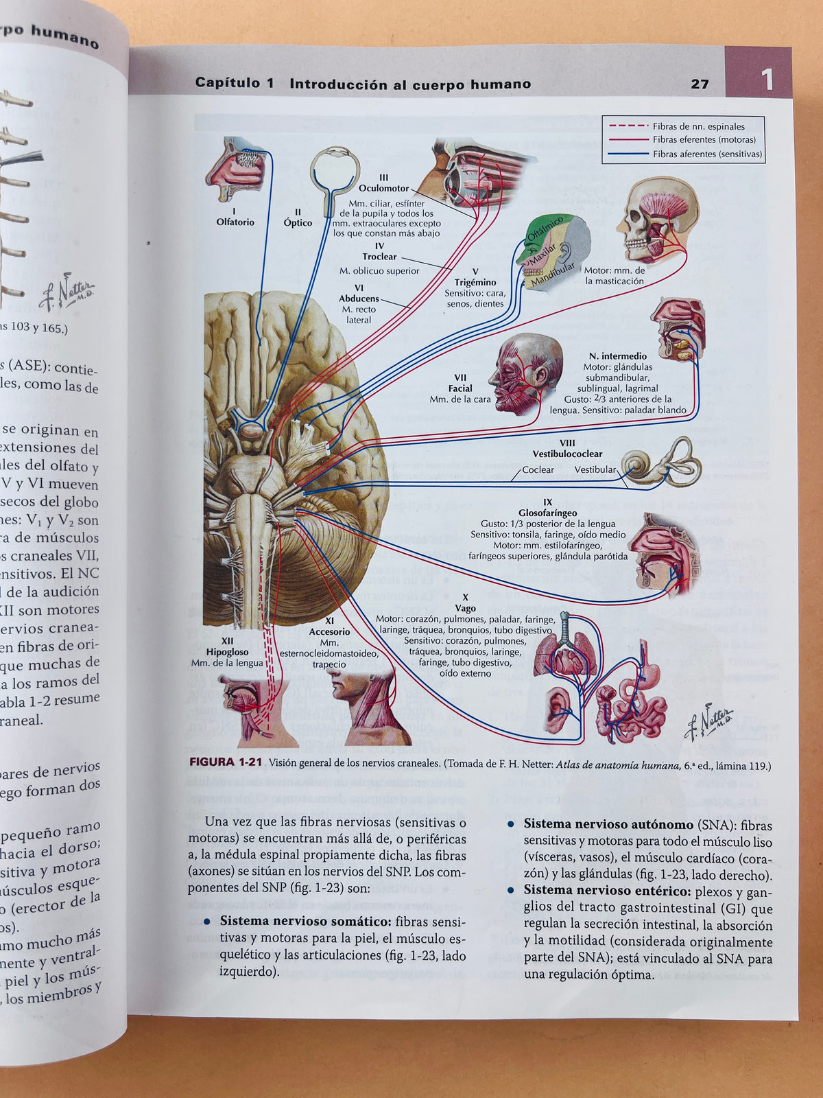 Netter Anatomía clínica tercera edición by John T. Hansen