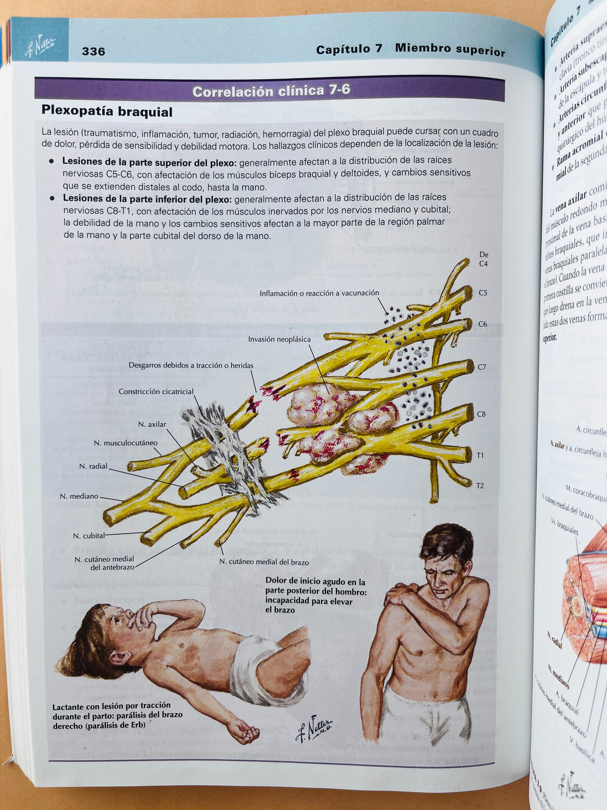Netter Anatomía clínica tercera edición by John T. Hansen