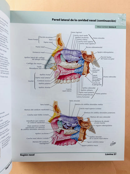 Atlas de anatomía humana quinta edición