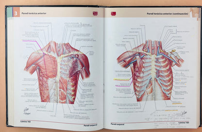 Atlas de anatomía humana quinta edición