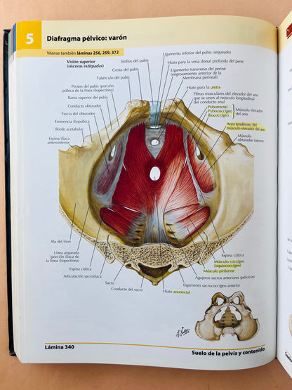 Atlas de anatomía humana quinta edición