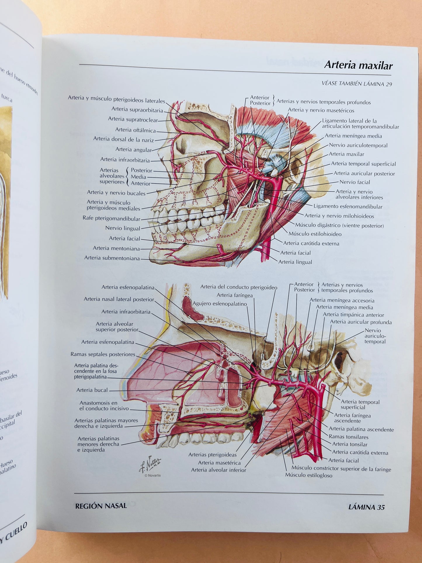 Atlas de anatomía humana