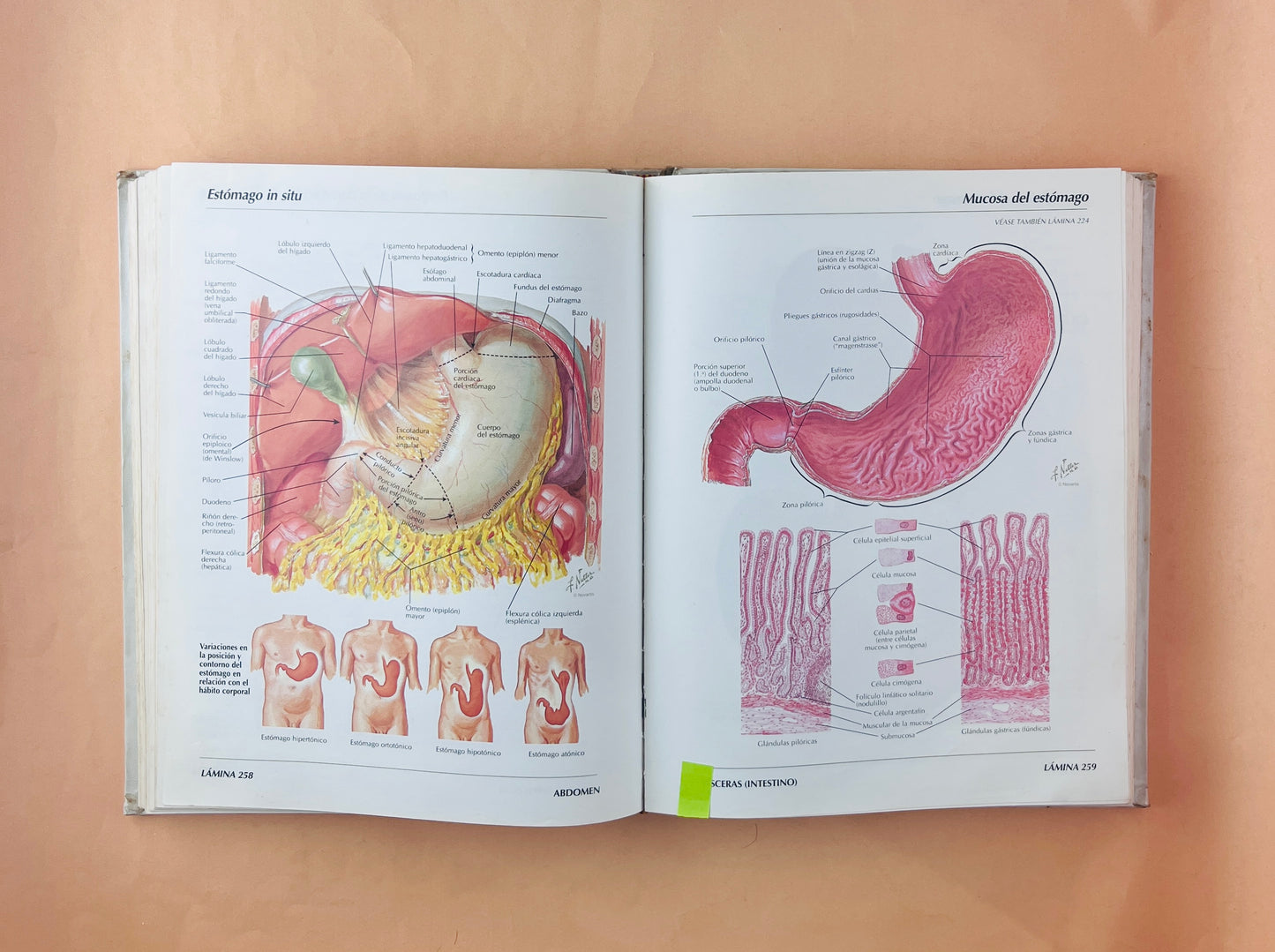 Atlas de anatomía humana