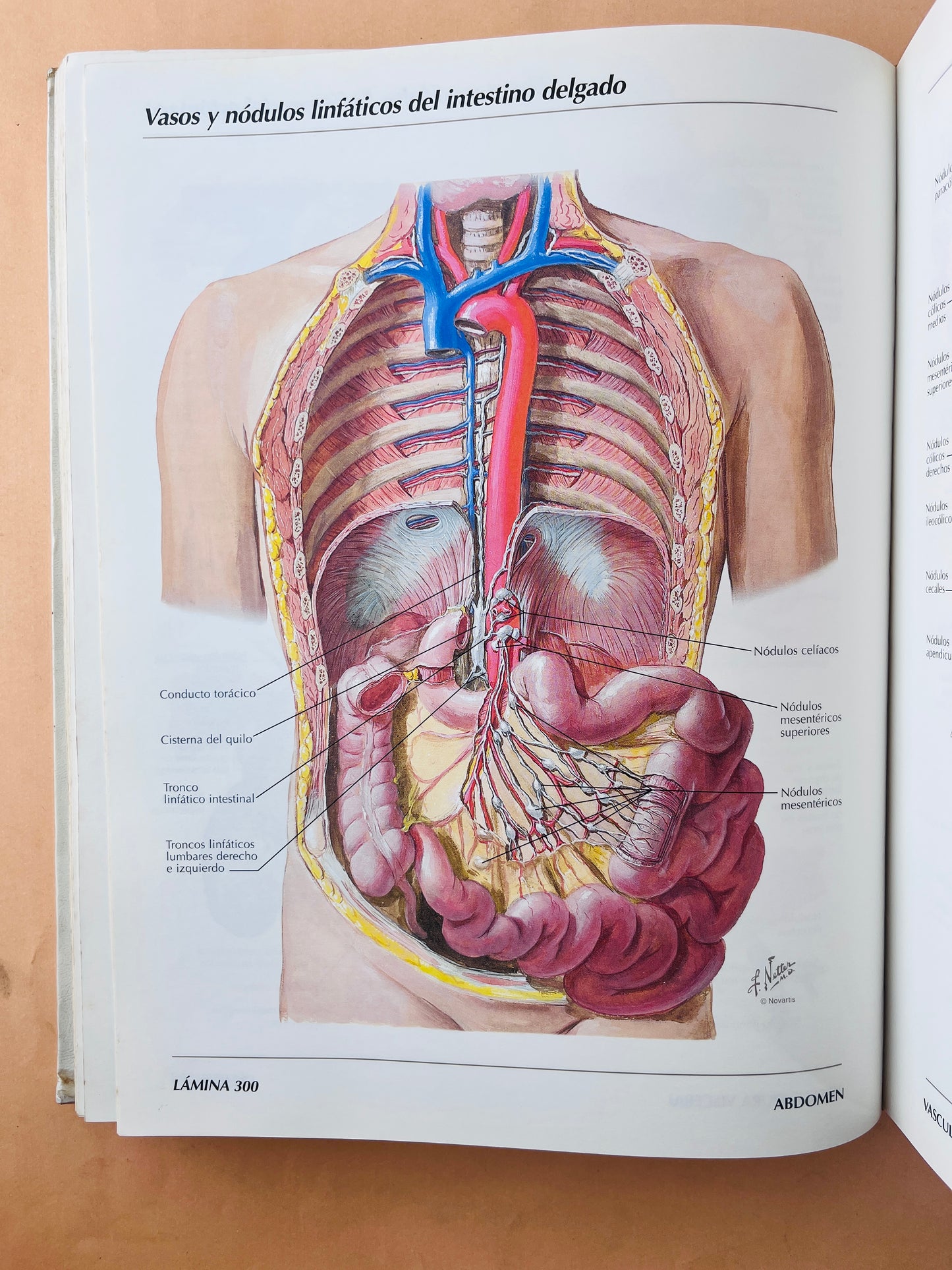 Atlas de anatomía humana
