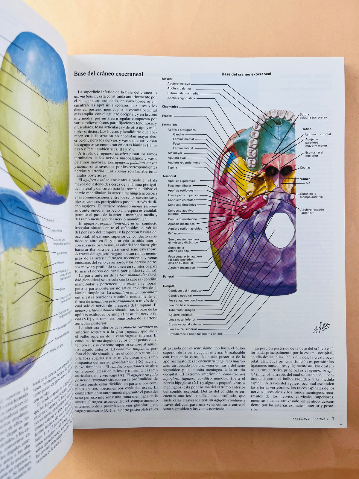 Colección Netter de ilustraciones médicas sistema nervioso anatomía y fisiología tomo 1.1 by Frank H Netter