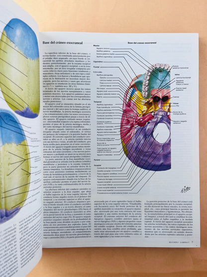 Colección Netter de ilustraciones médicas sistema nervioso anatomía y fisiología tomo 1.1