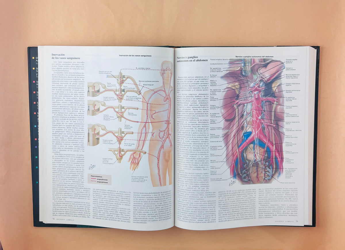 Colección Netter de ilustraciones médicas sistema nervioso anatomía y fisiología tomo 1.1 by Frank H Netter