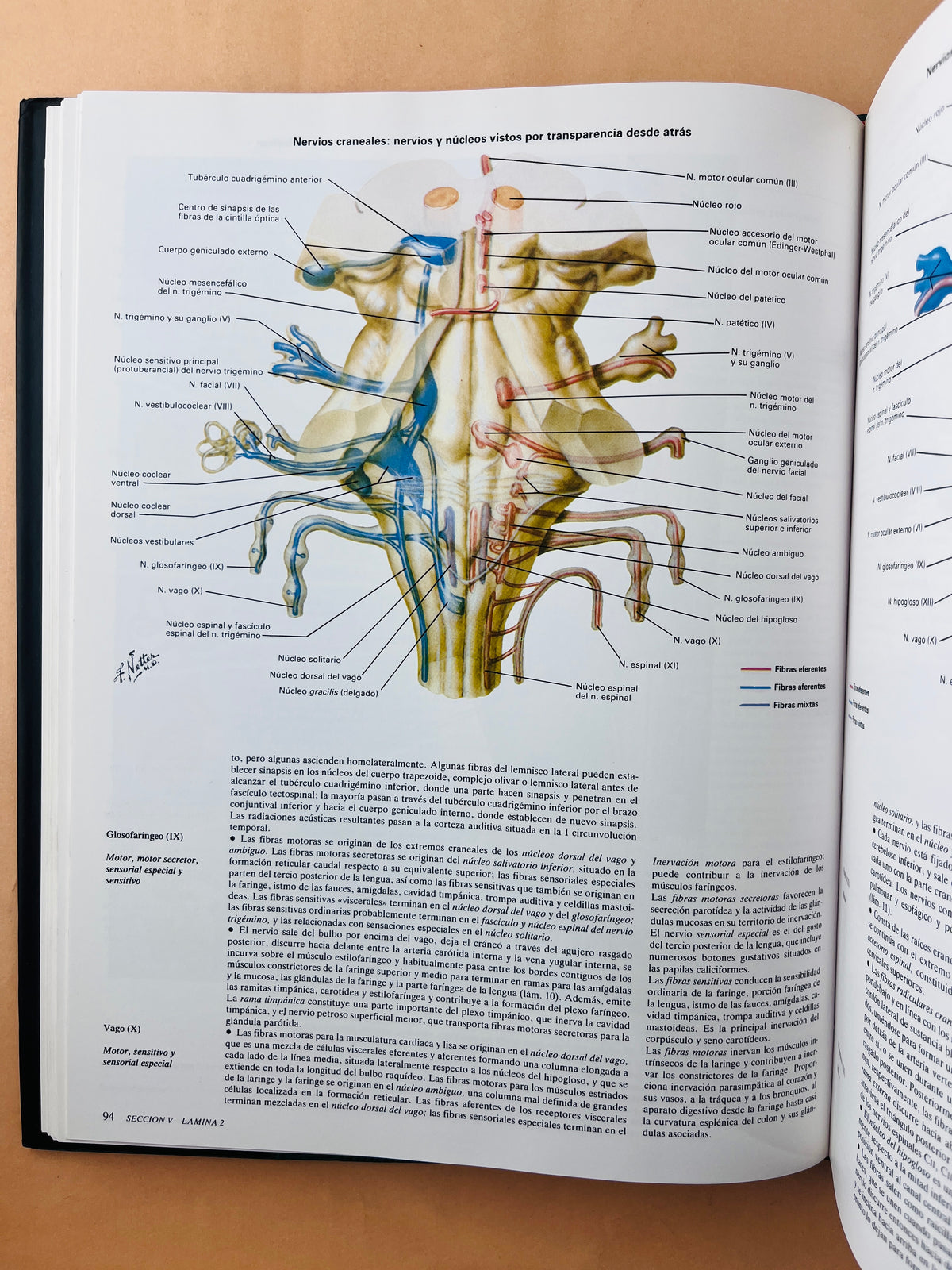 Colección Netter de ilustraciones médicas sistema nervioso anatomía y fisiología tomo 1.1 by Frank H Netter