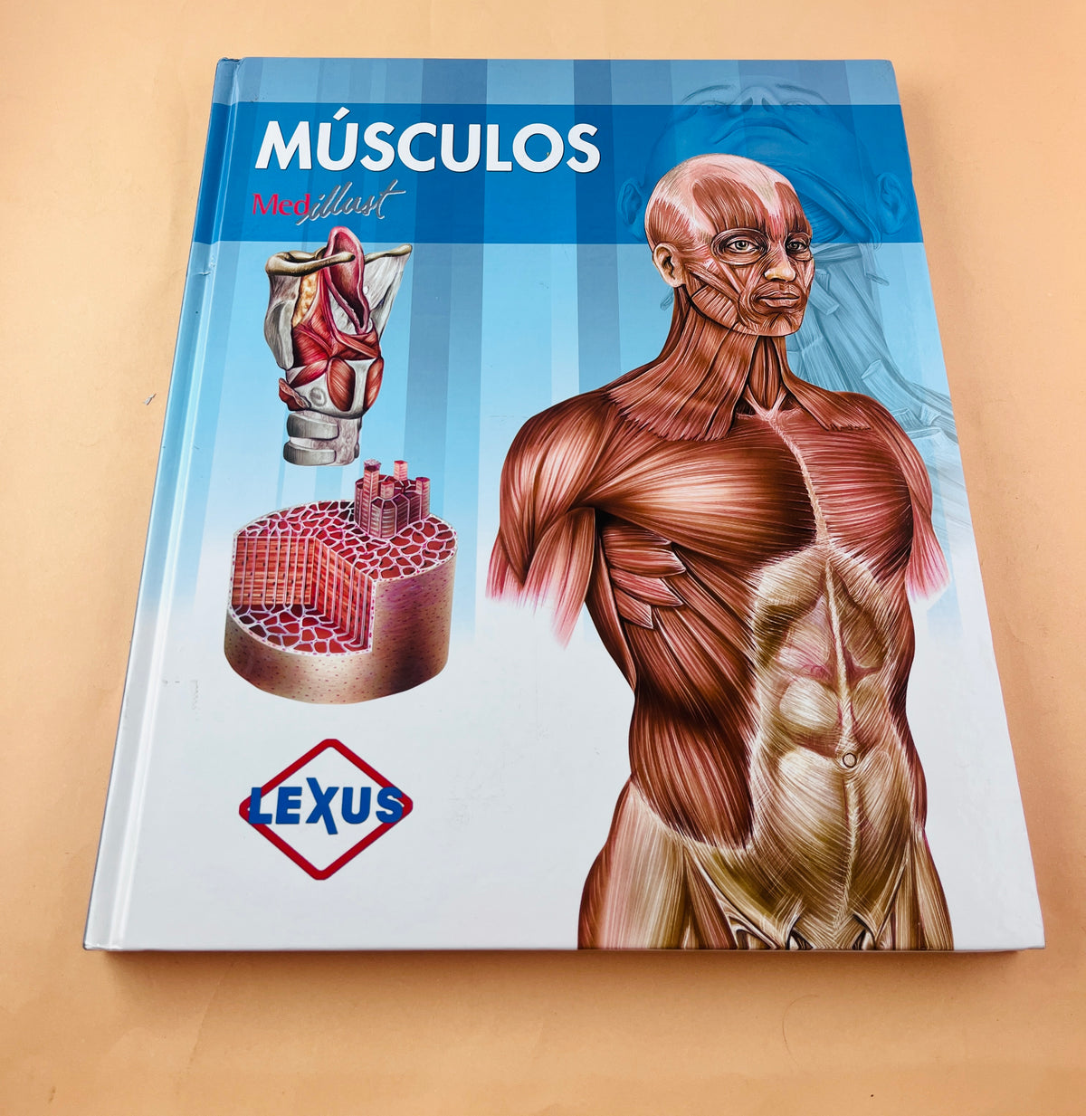 Músculos by Medillust