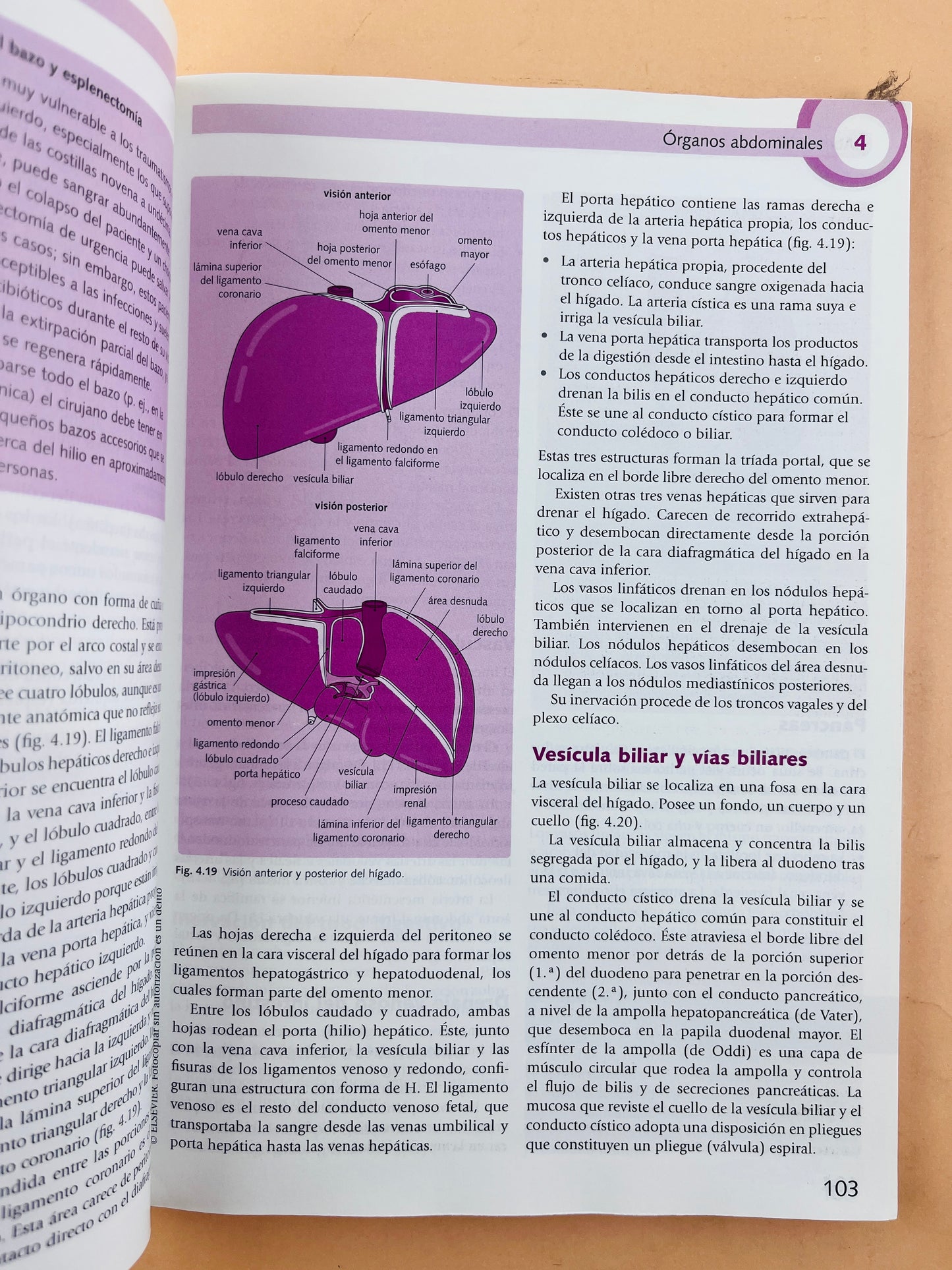 Lo esencial en Anatomía cursos crash tercera edición