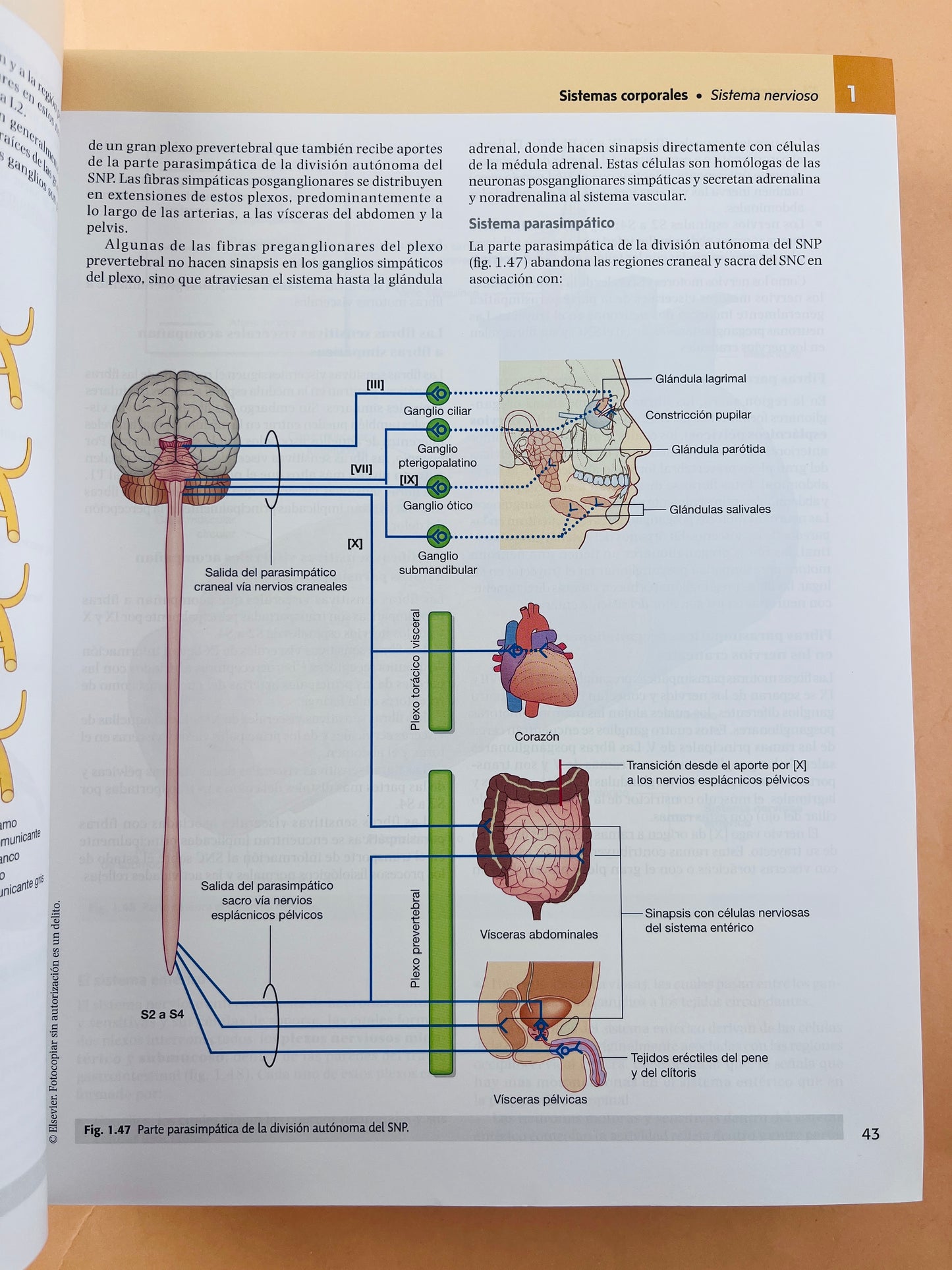 Gray anatomía para estudiantes cuarta edición